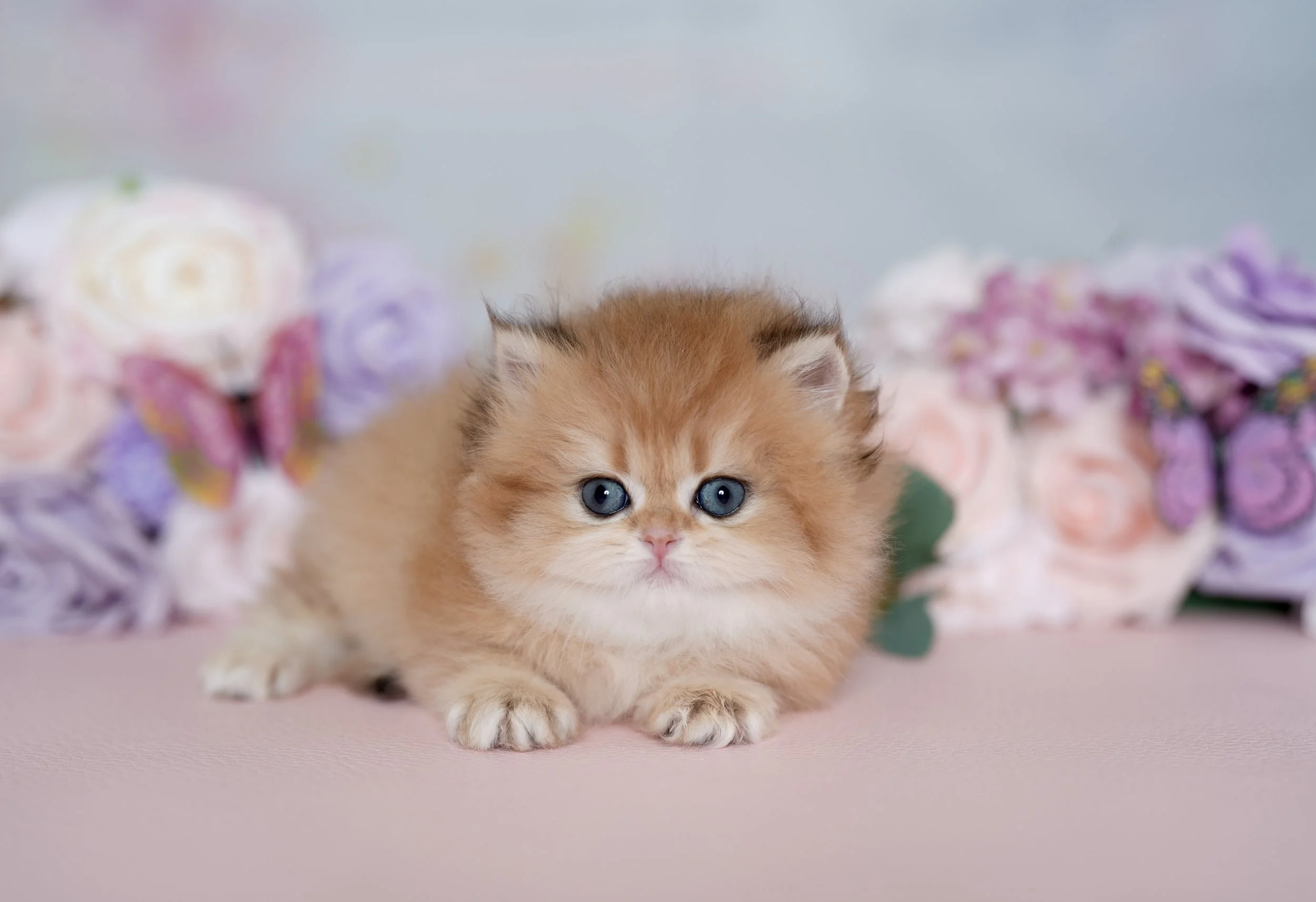 Red golden fluffy kitten with flowers