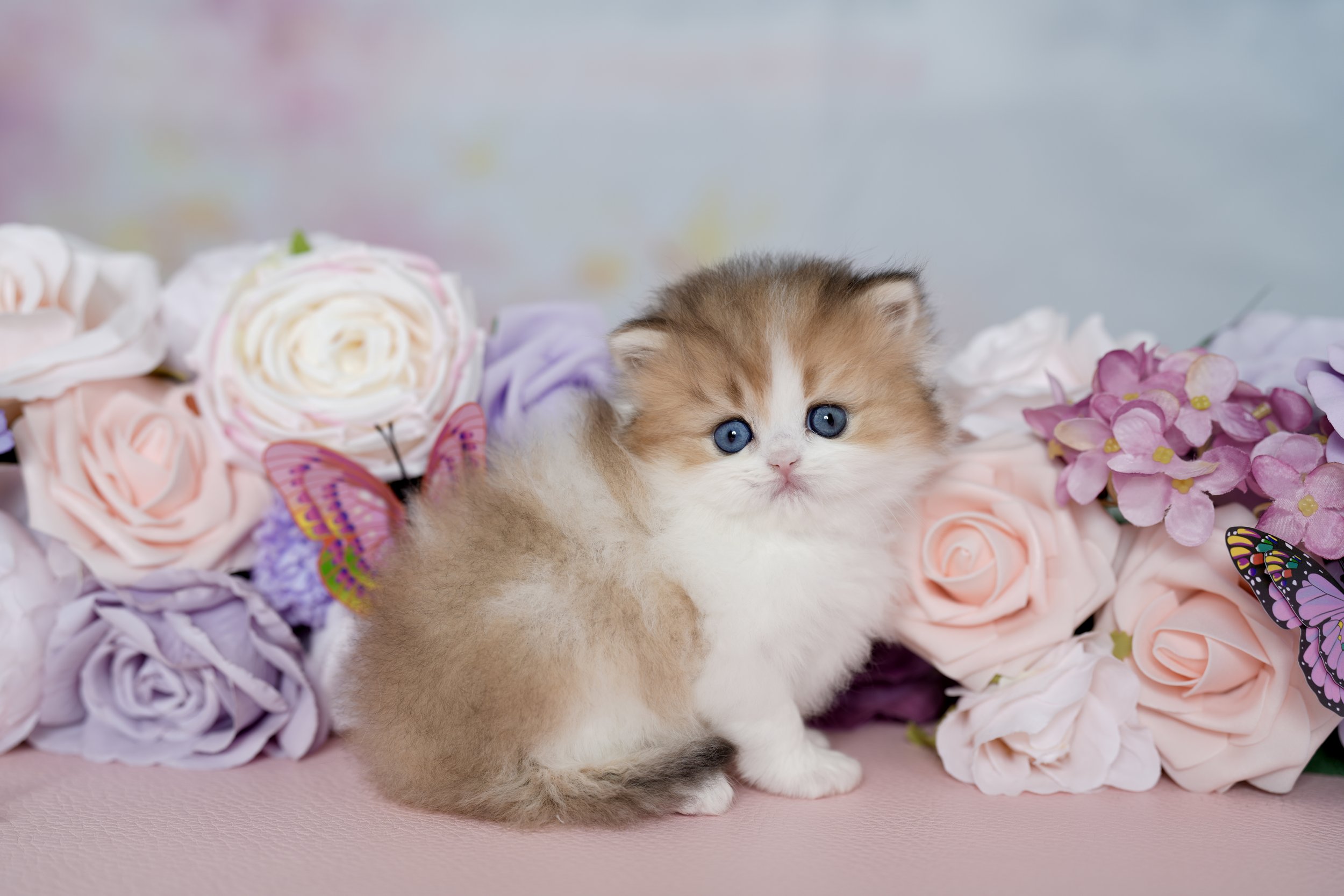 DREAMDOLL PERSIANS ~BLAZE ~ AVAILABLE 
