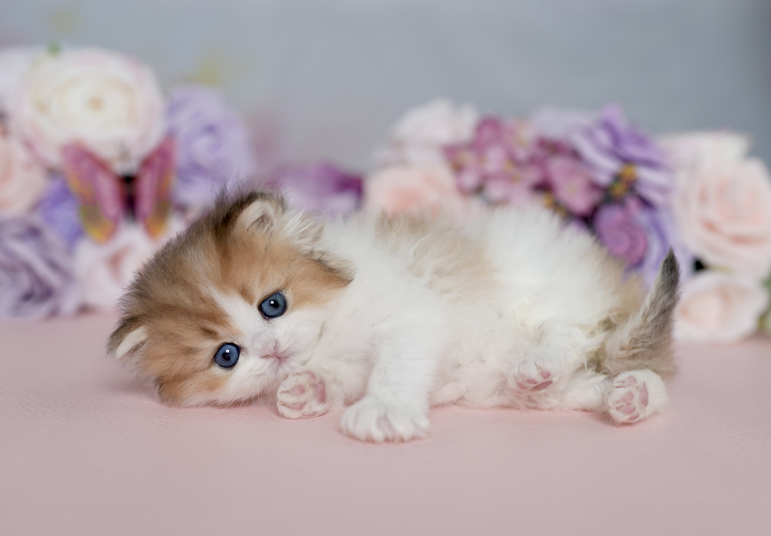 fluffy kitten rolling on the ground