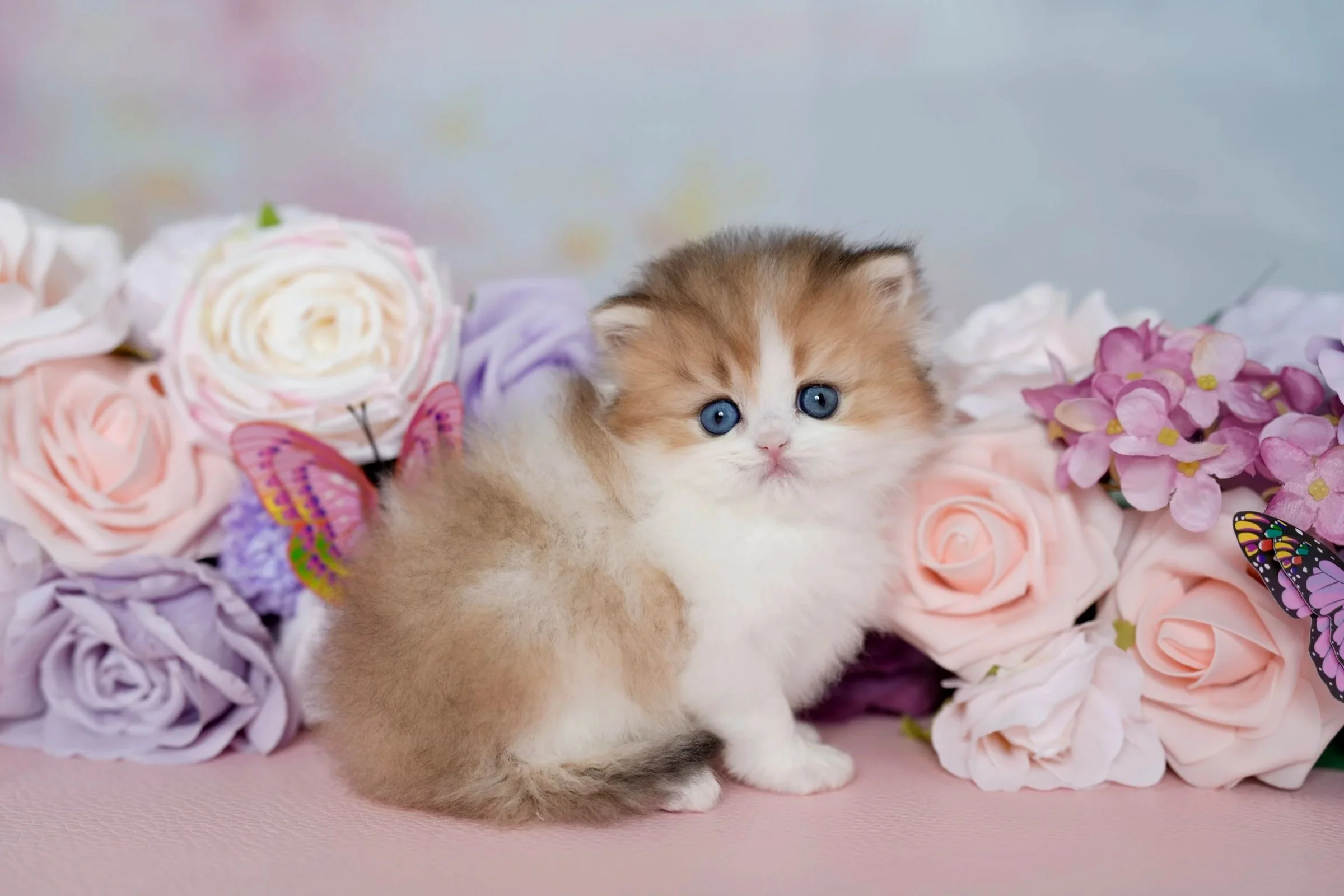 Gold and white blue eyed kitten
