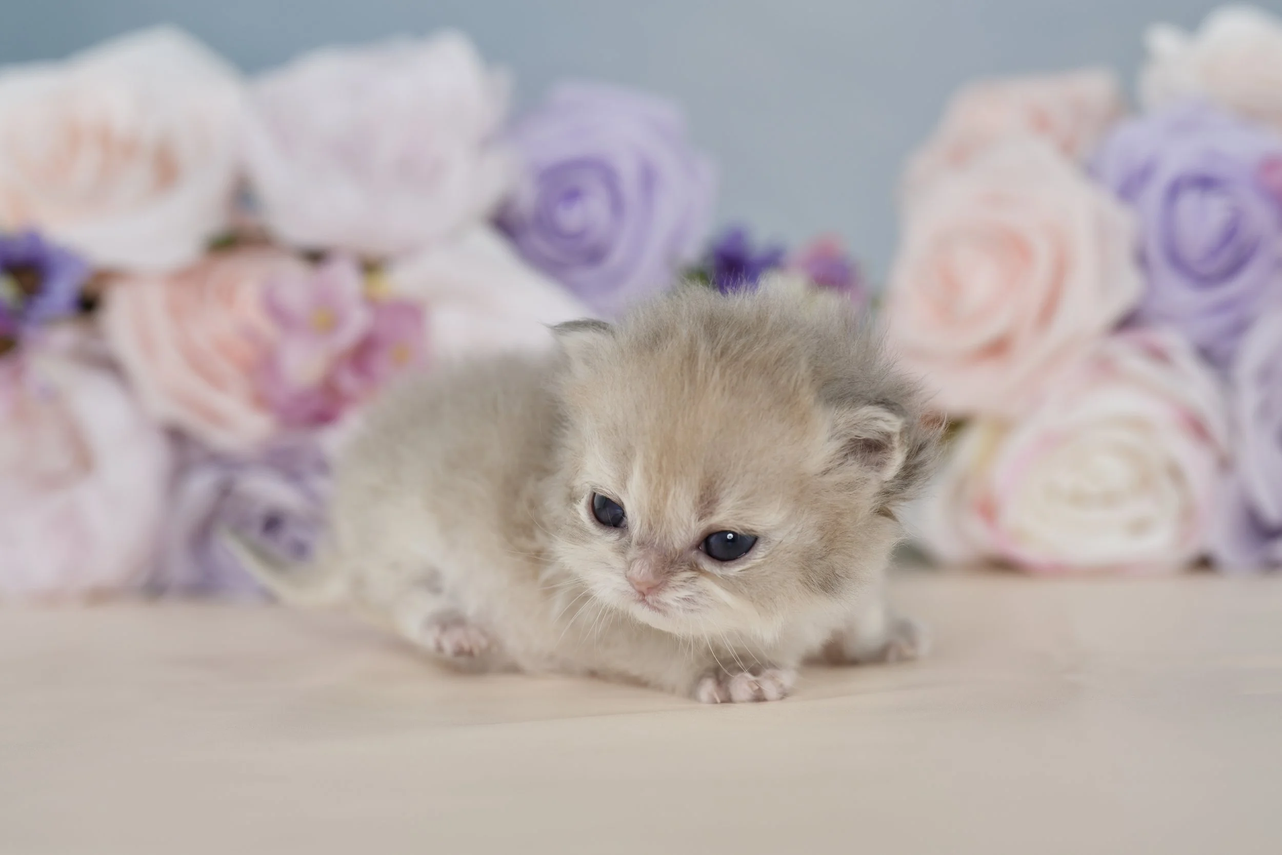 DREAMDOLL PERSIANS ~PIXIE ~ AVAILABLE 