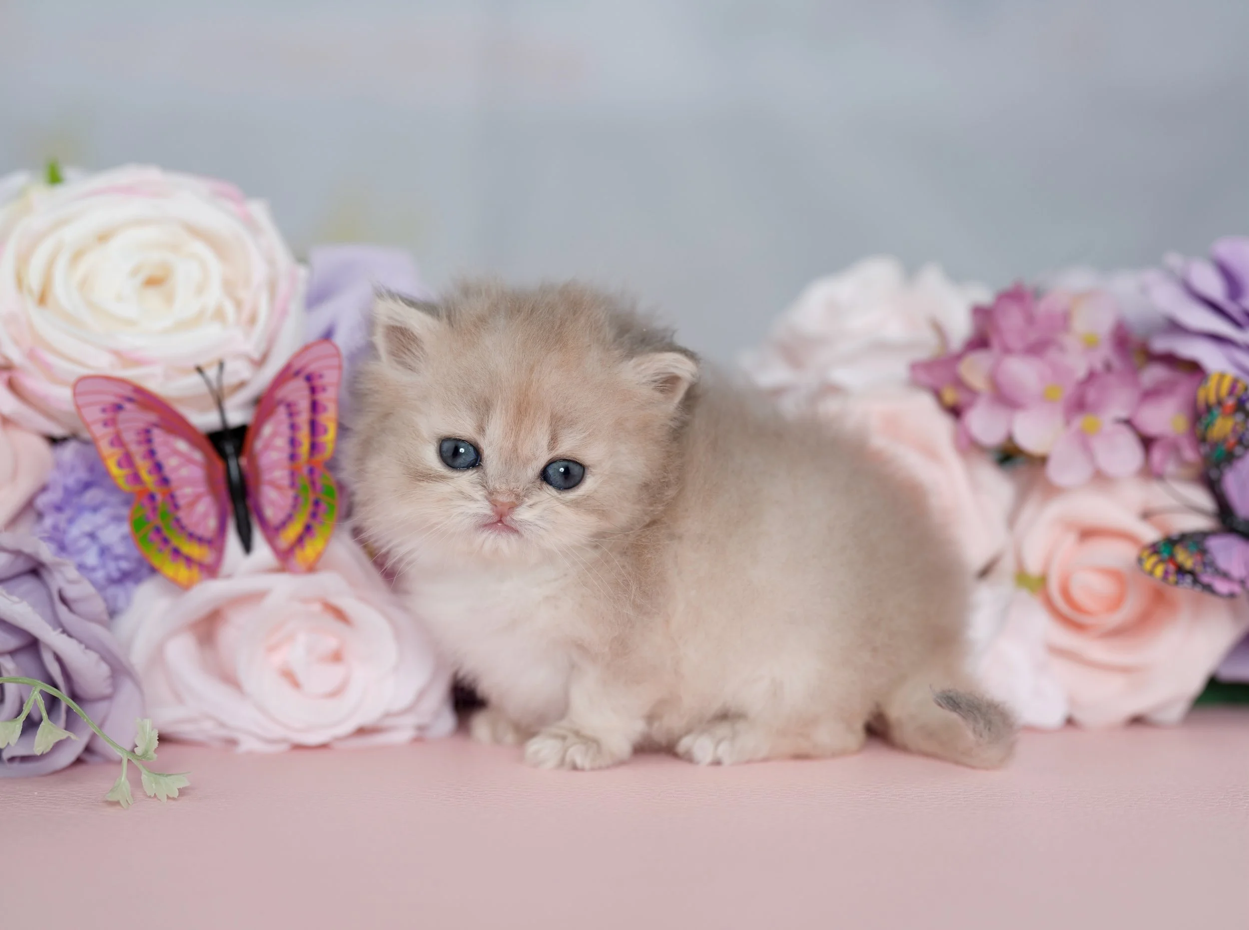 DREAMDOLL PERSIANS ~PIXIE ~ AVAILABLE 