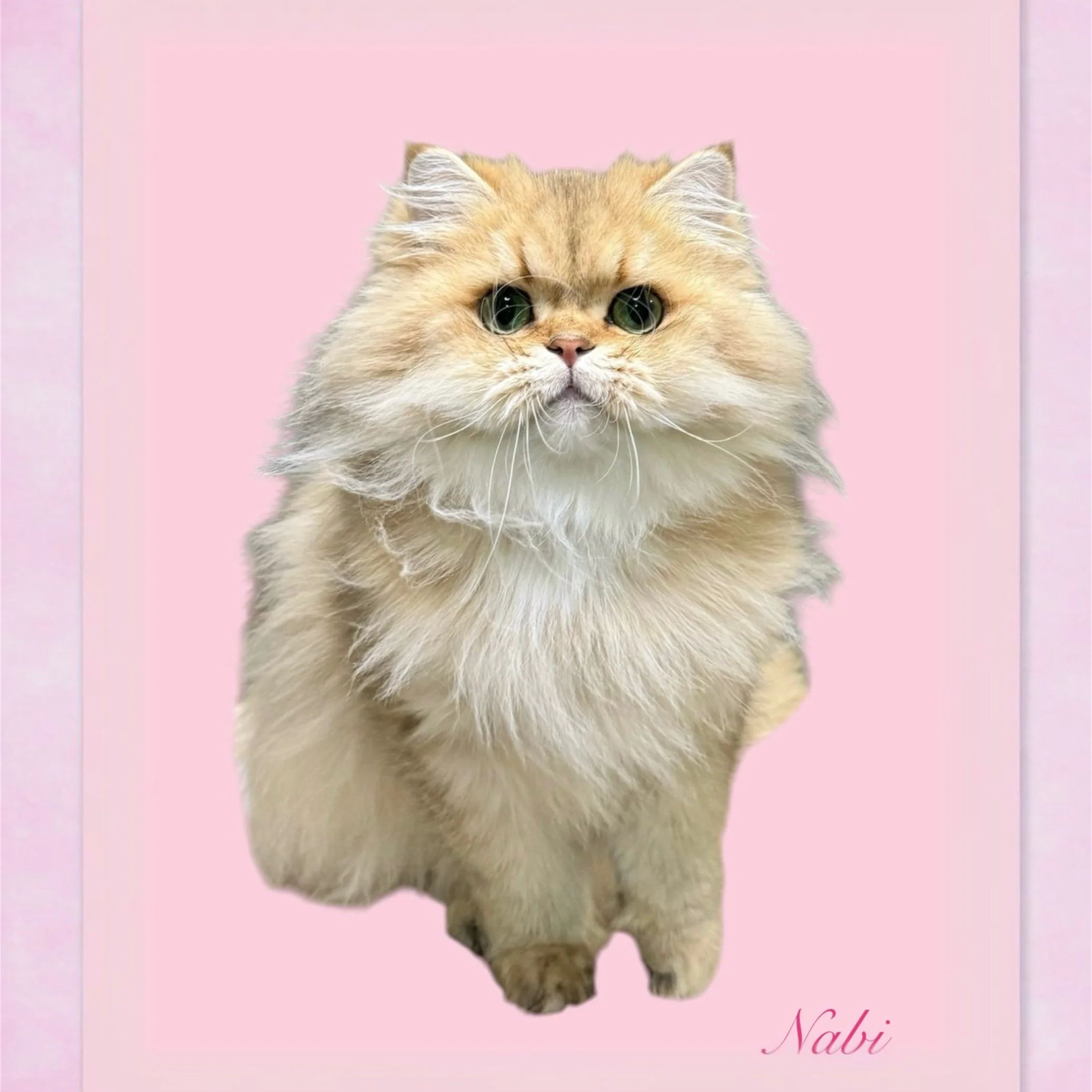 DREAMDOLL PERSIANS ~ NABI