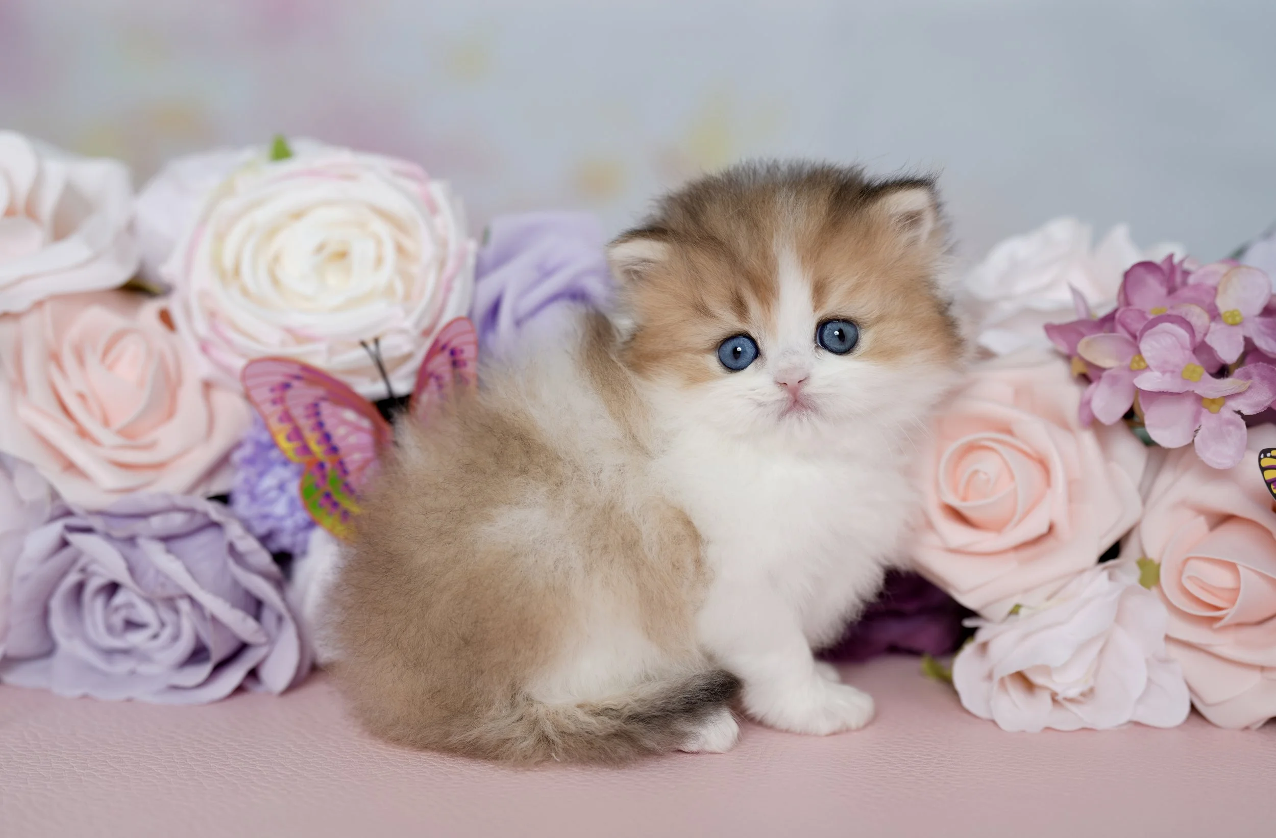 DREAMDOLL PERSIANS ~BLAZE ~ AVAILABLE 