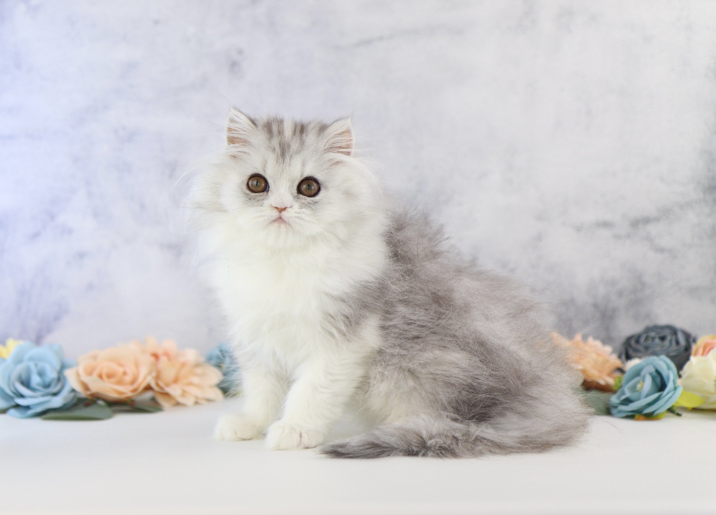 DREAMDOLL PERSIANS ~BELLA~ AVAILABLE 