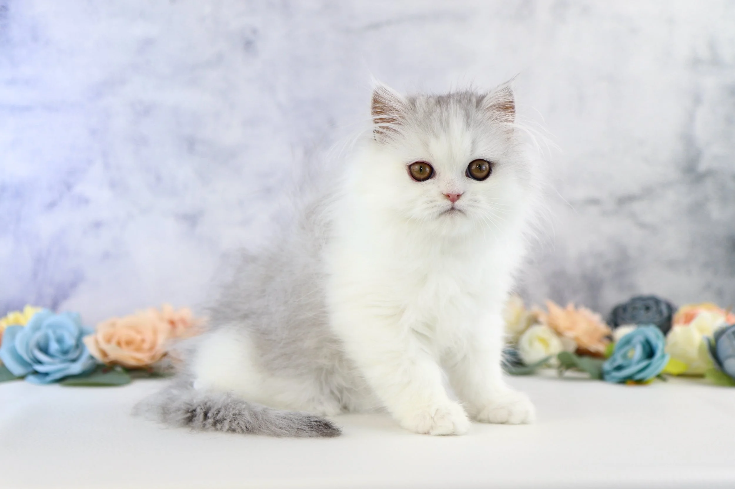 DREAMDOLL PERSIANS ~BELLA~ AVAILABLE 