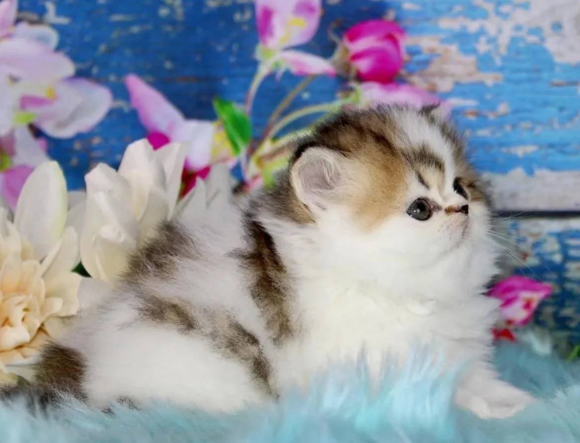 A fluffy kitten with brown, black, and white fur sitting on a soft blue surface, surrounded by pink and white flowers with a blue, distressed wooden background.