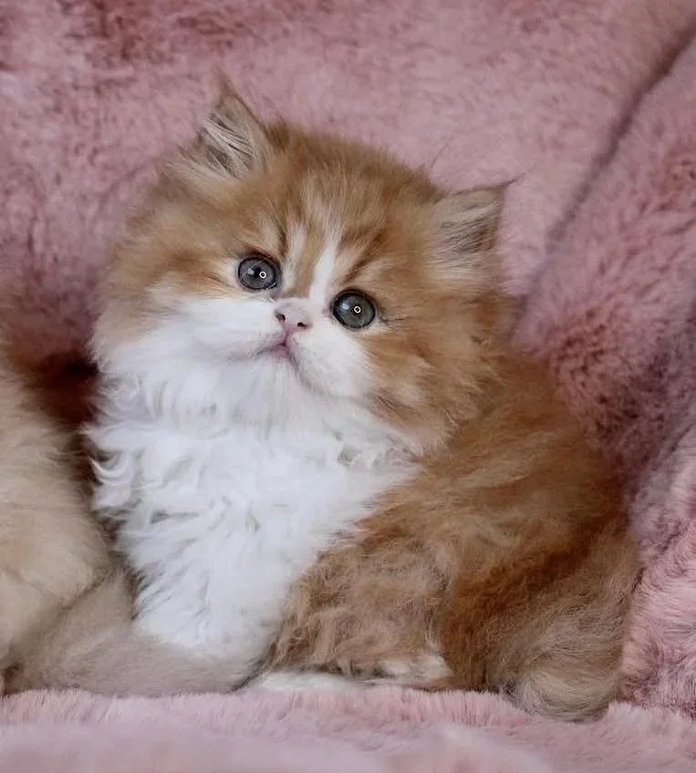 Cute fluffy kitten with white and orange fur, sitting on a pink blanket.