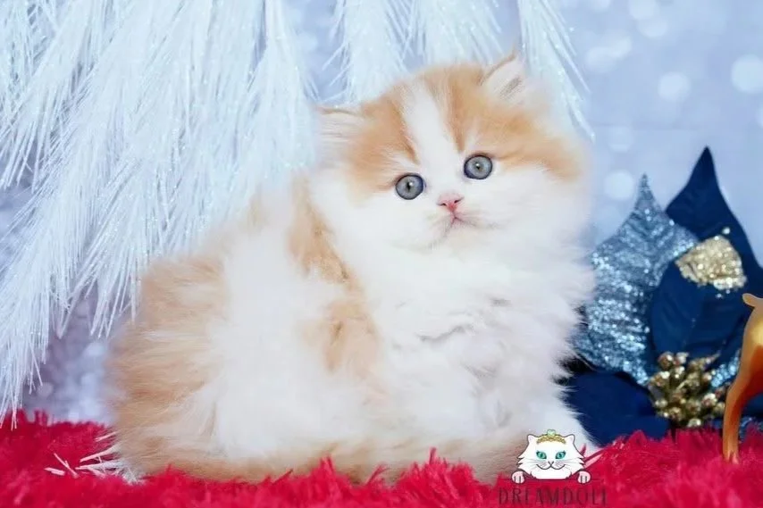 A fluffy orange and white kitten with blue eyes, sitting on a red fuzzy surface with Christmas decorations including a white Christmas tree, blue and silver ornaments, and a small golden reindeer figure.