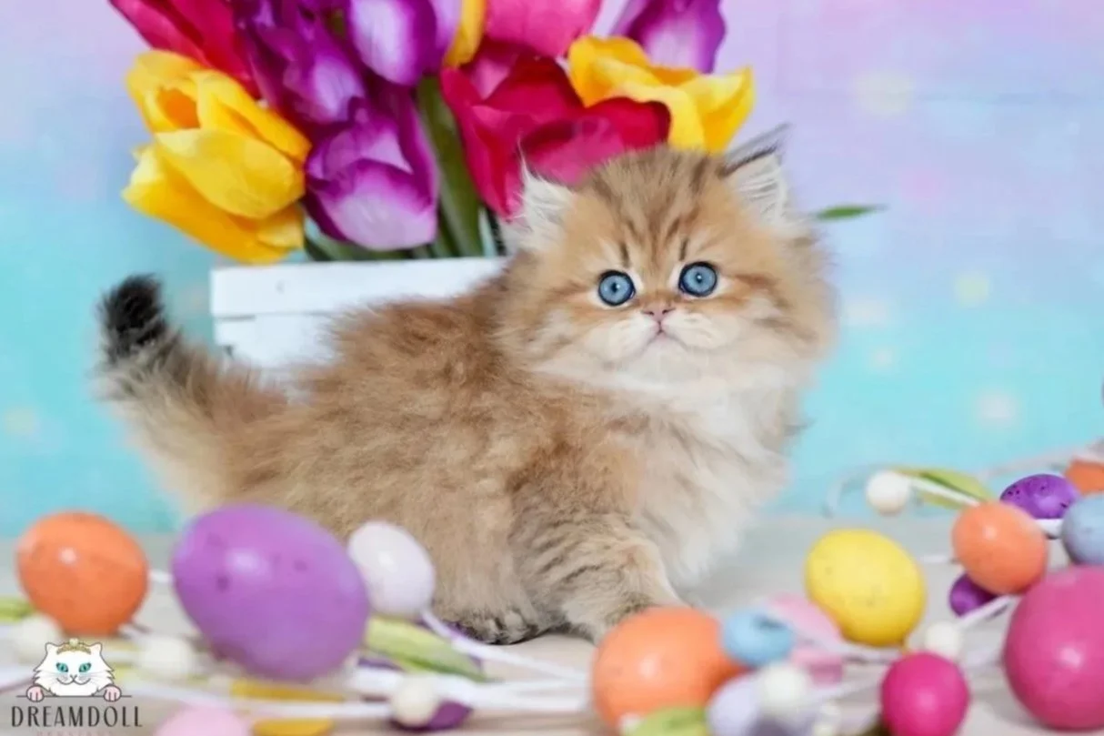 A fluffy brown kitten with blue eyes stands on a colorful surface surrounded by pastel-colored and speckled decorative eggs. Behind the kitten, there is a white pot filled with vibrant purple, pink, and yellow tulips. The background has a soft pastel