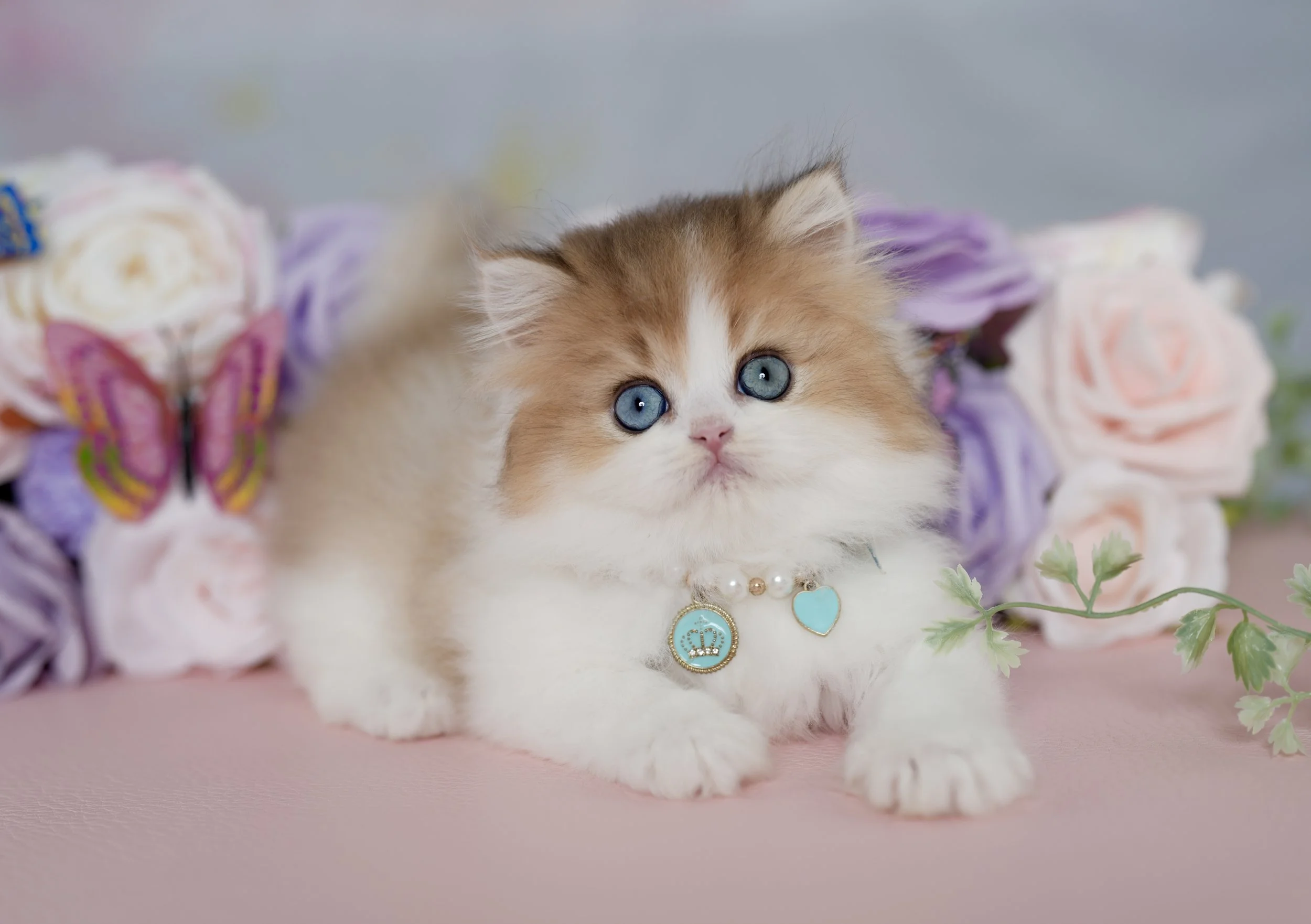 DREAMDOLL PERSIANS ~BLAZE ~ AVAILABLE 