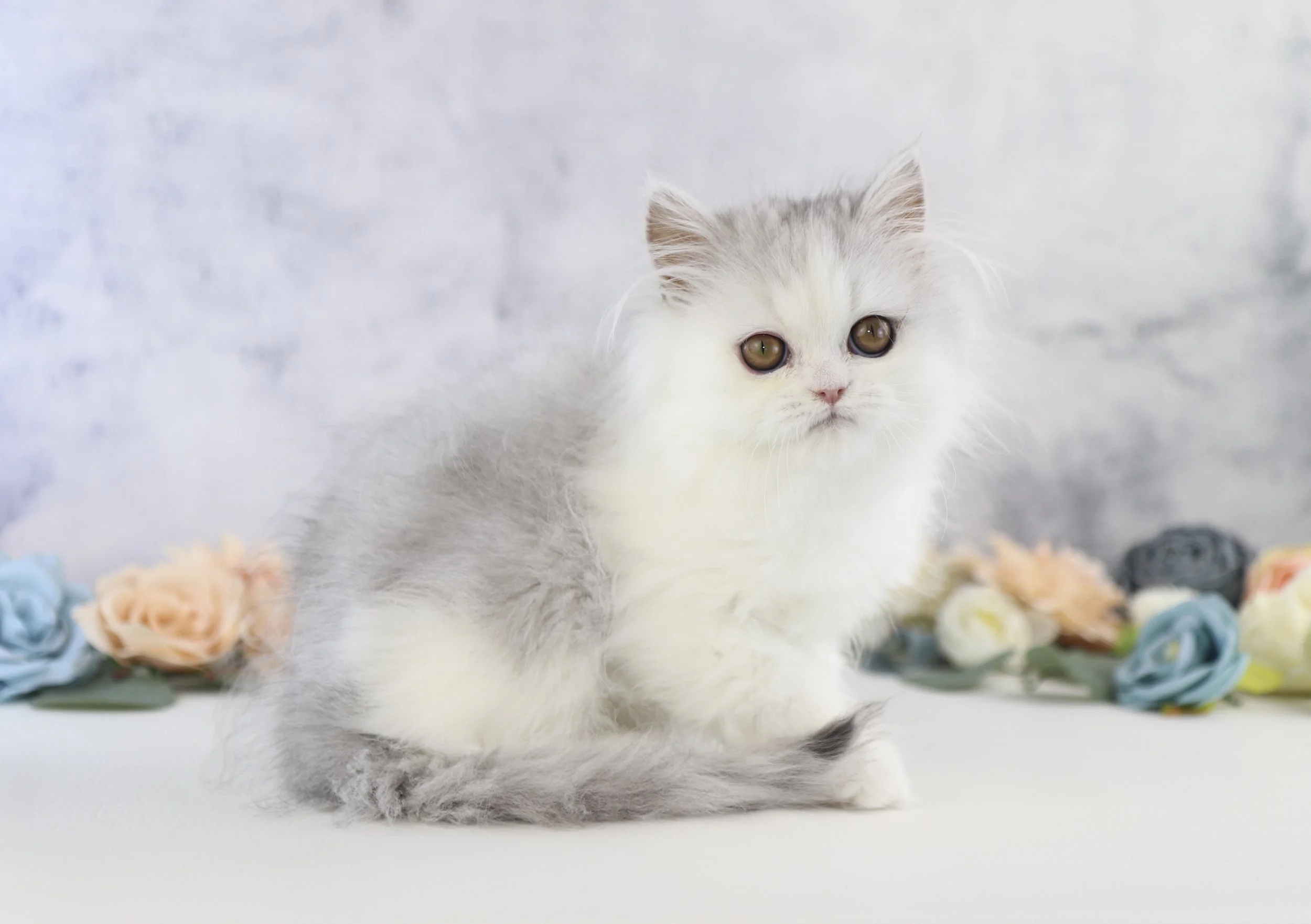 DREAMDOLL PERSIANS ~BEAR~ AVAILABLE