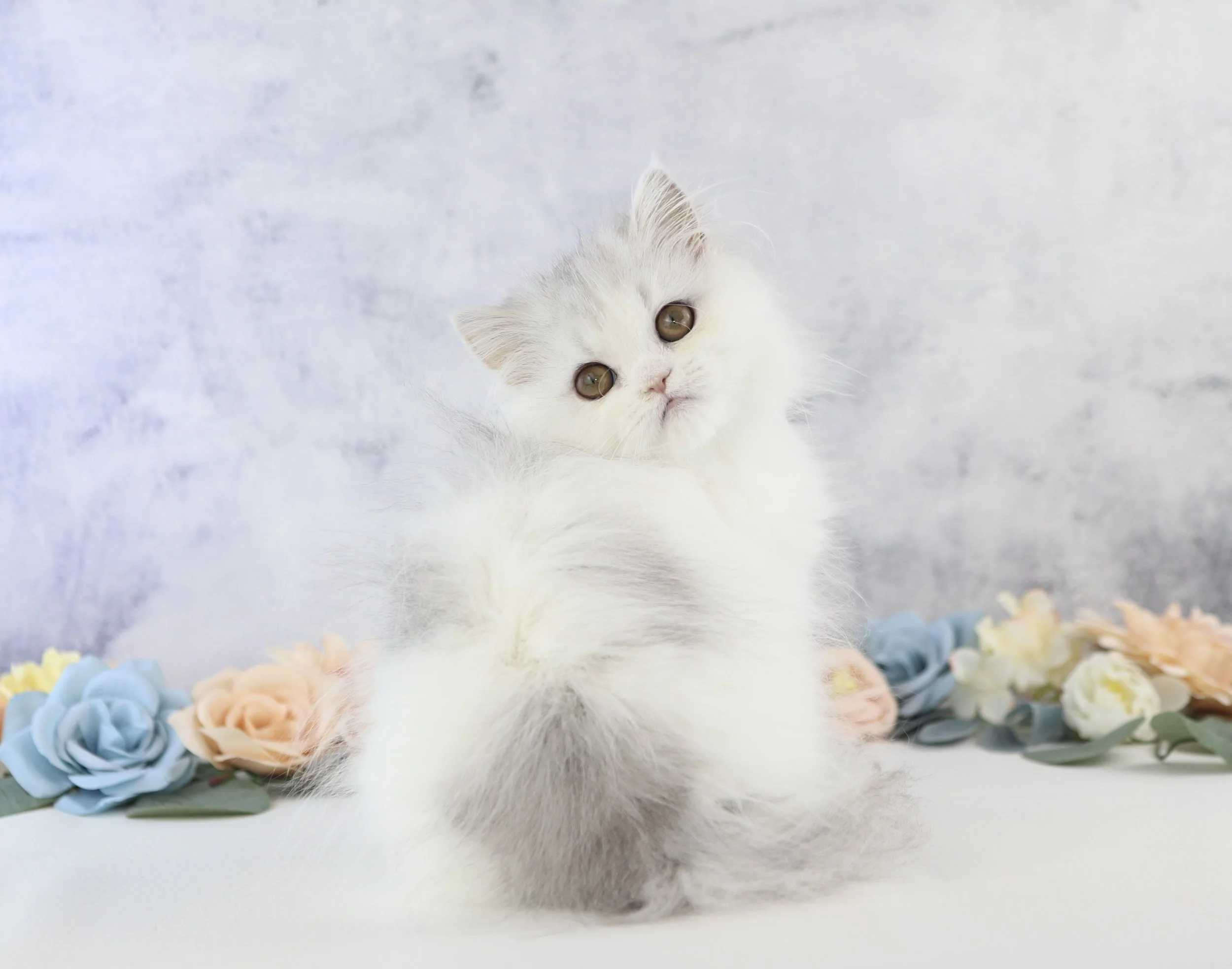 DREAMDOLL PERSIANS ~BIANCA~ AVAILABLE 