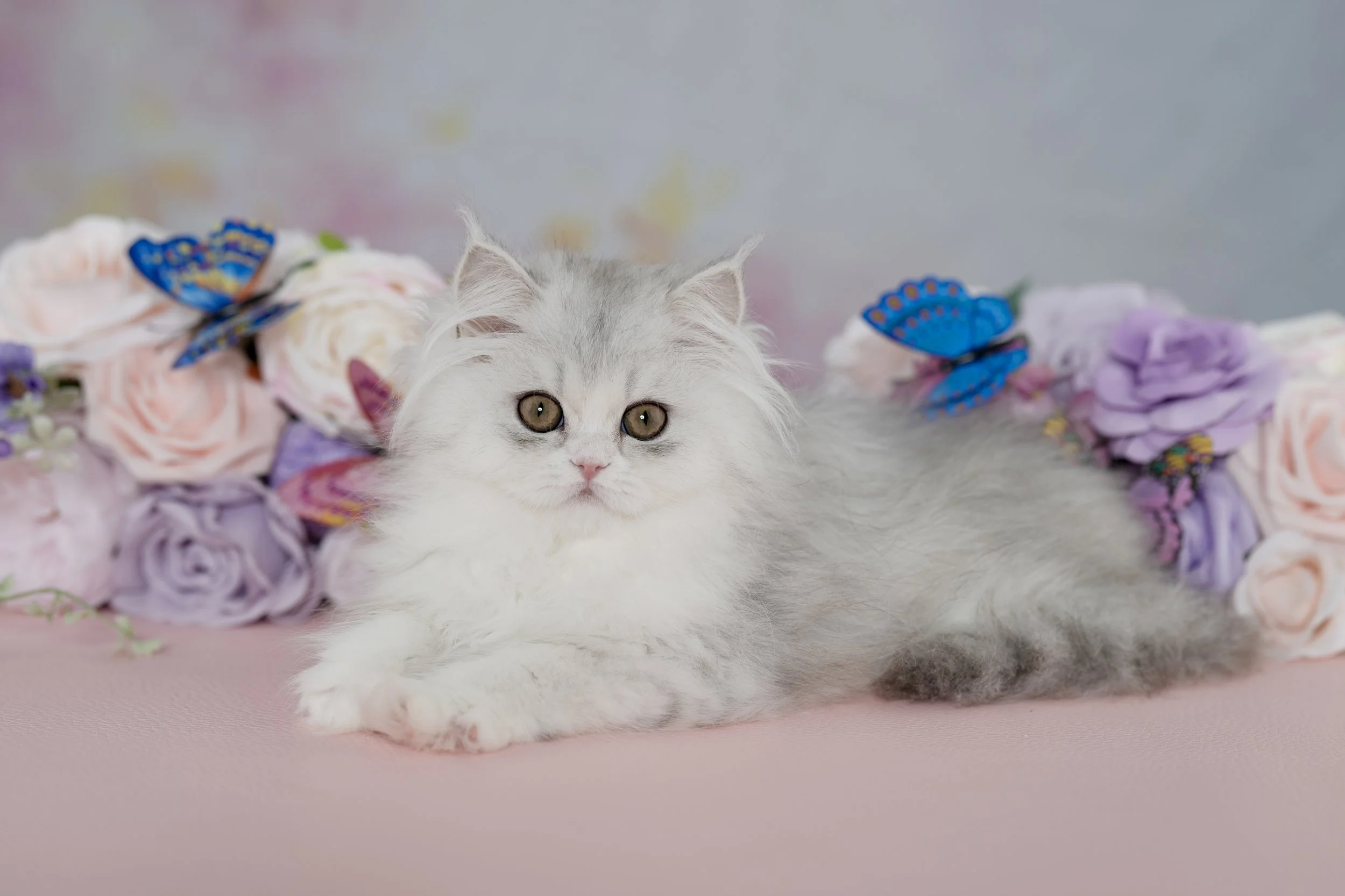DREAMDOLL PERSIANS ~TINA ~ AVAILABLE