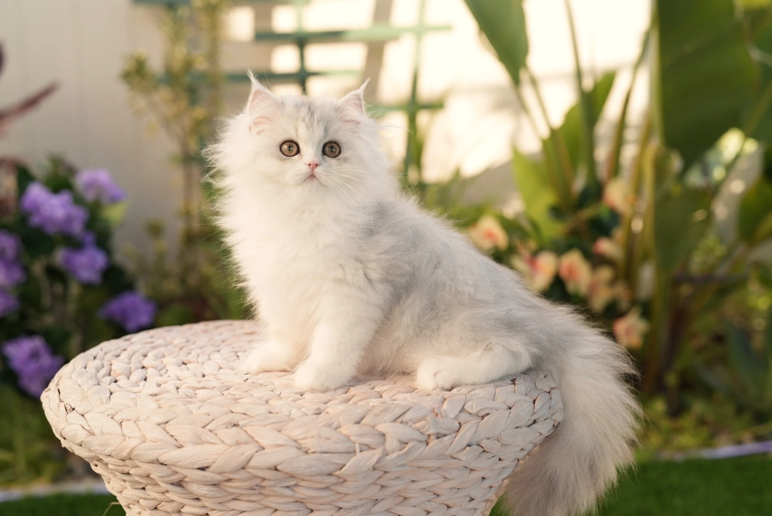 DREAMDOLL PERSIANS ~TINA ~ AVAILABLE ~ READY NOW