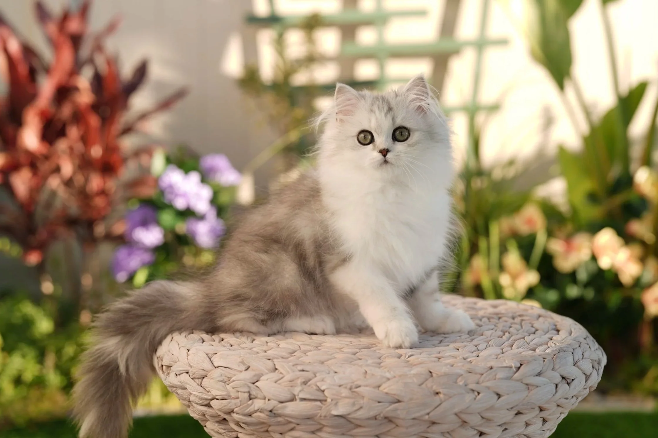 DREAMDOLL PERSIANS ~ROWAN ~ AVAILABLE ~ READY NOW