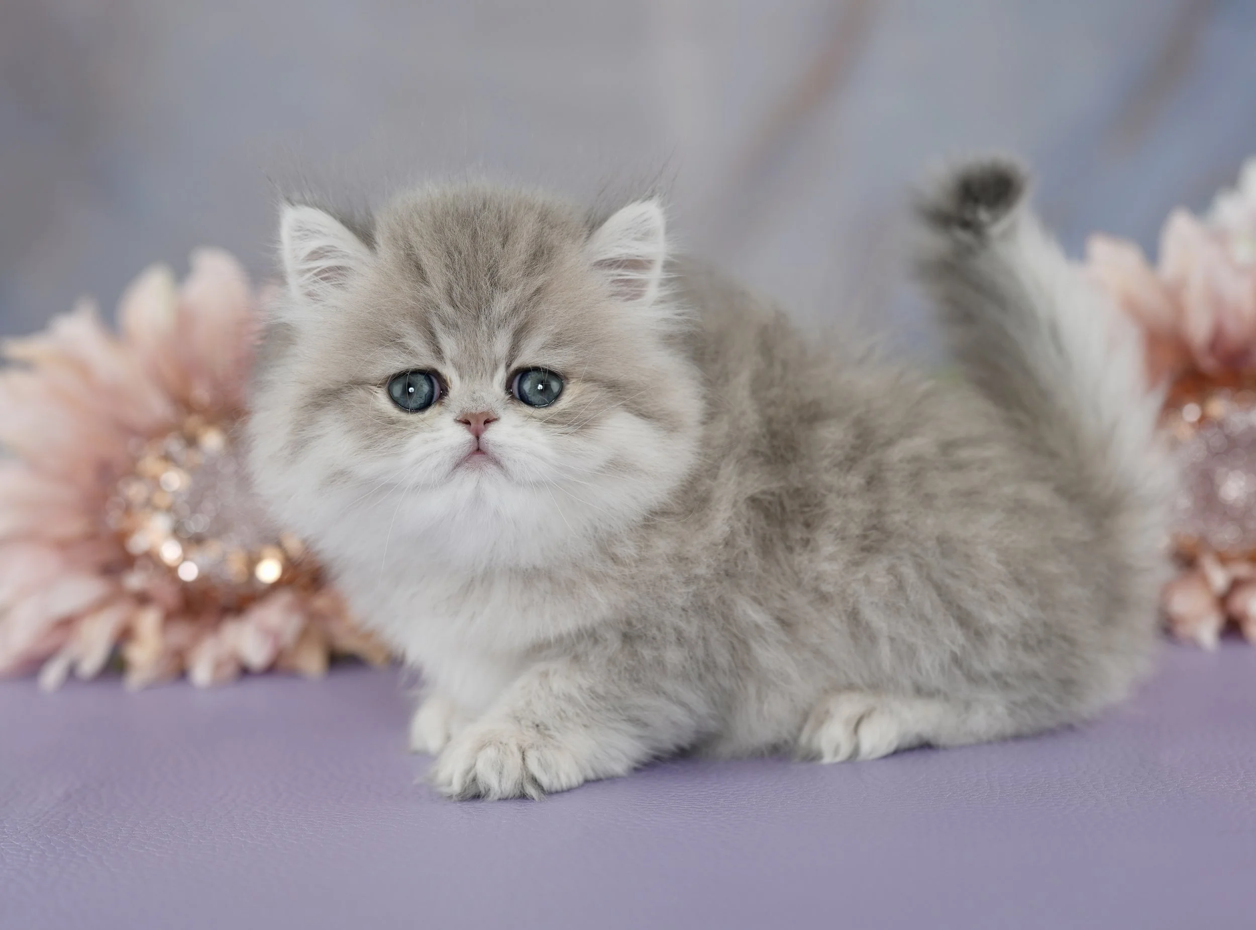 GLIMMER ~ AVAILABLE ~ VIEW PROFILE →