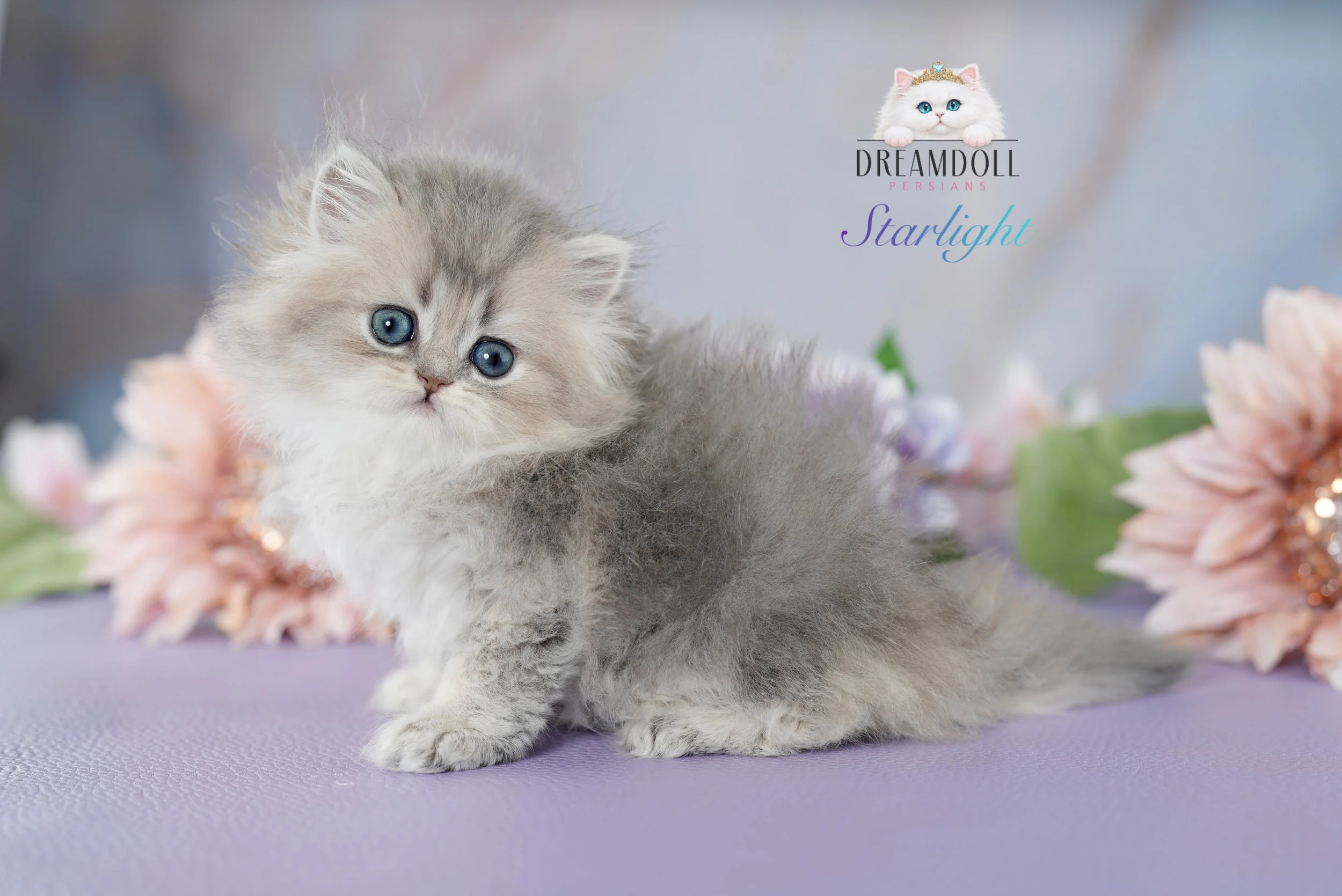 STARLIGHT ~ AVAILABLE ~ VIEW PROFILE →
