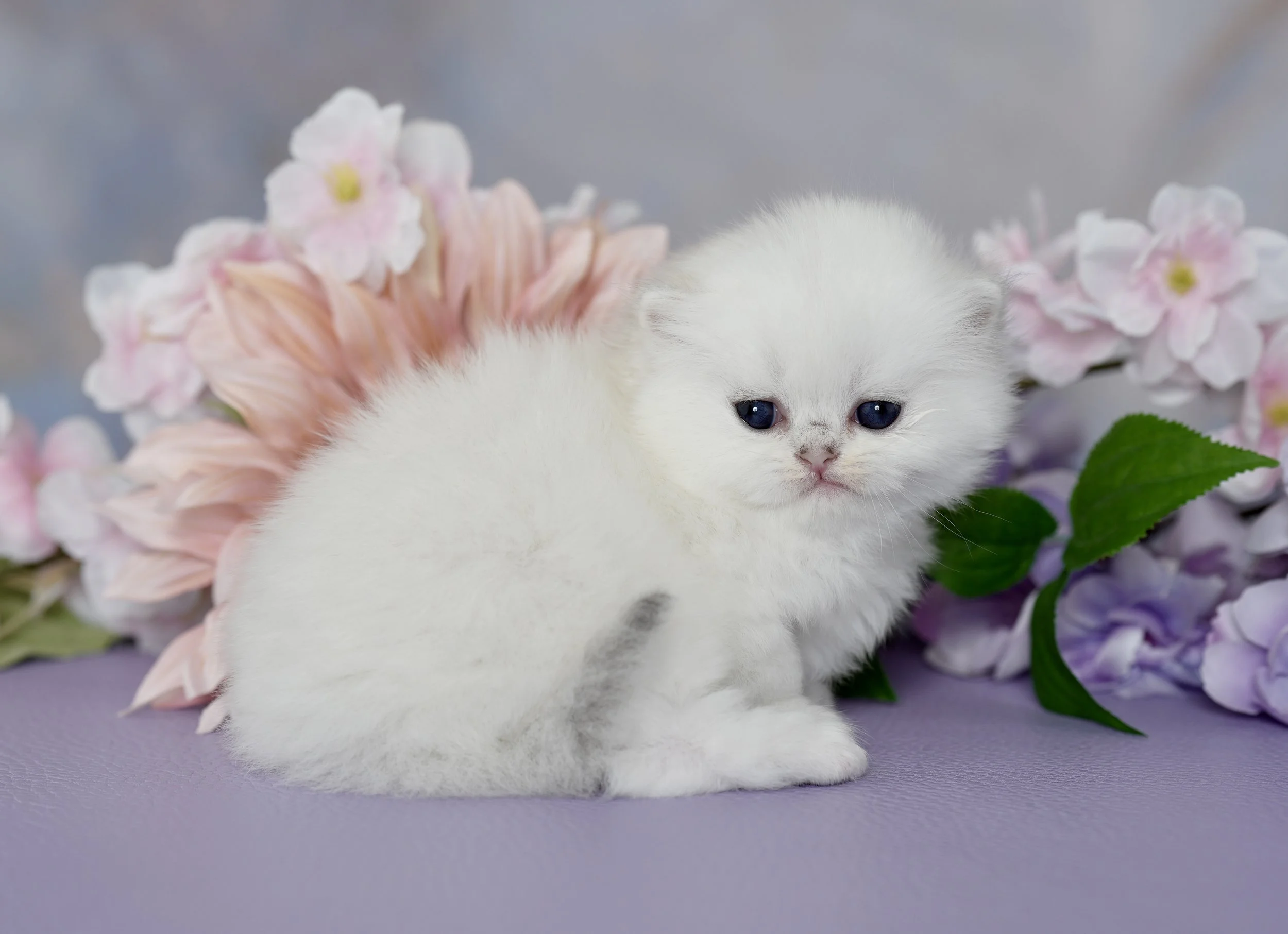 ANGEL ~ AVAILABLE ~ VIEW PROFILE → 
