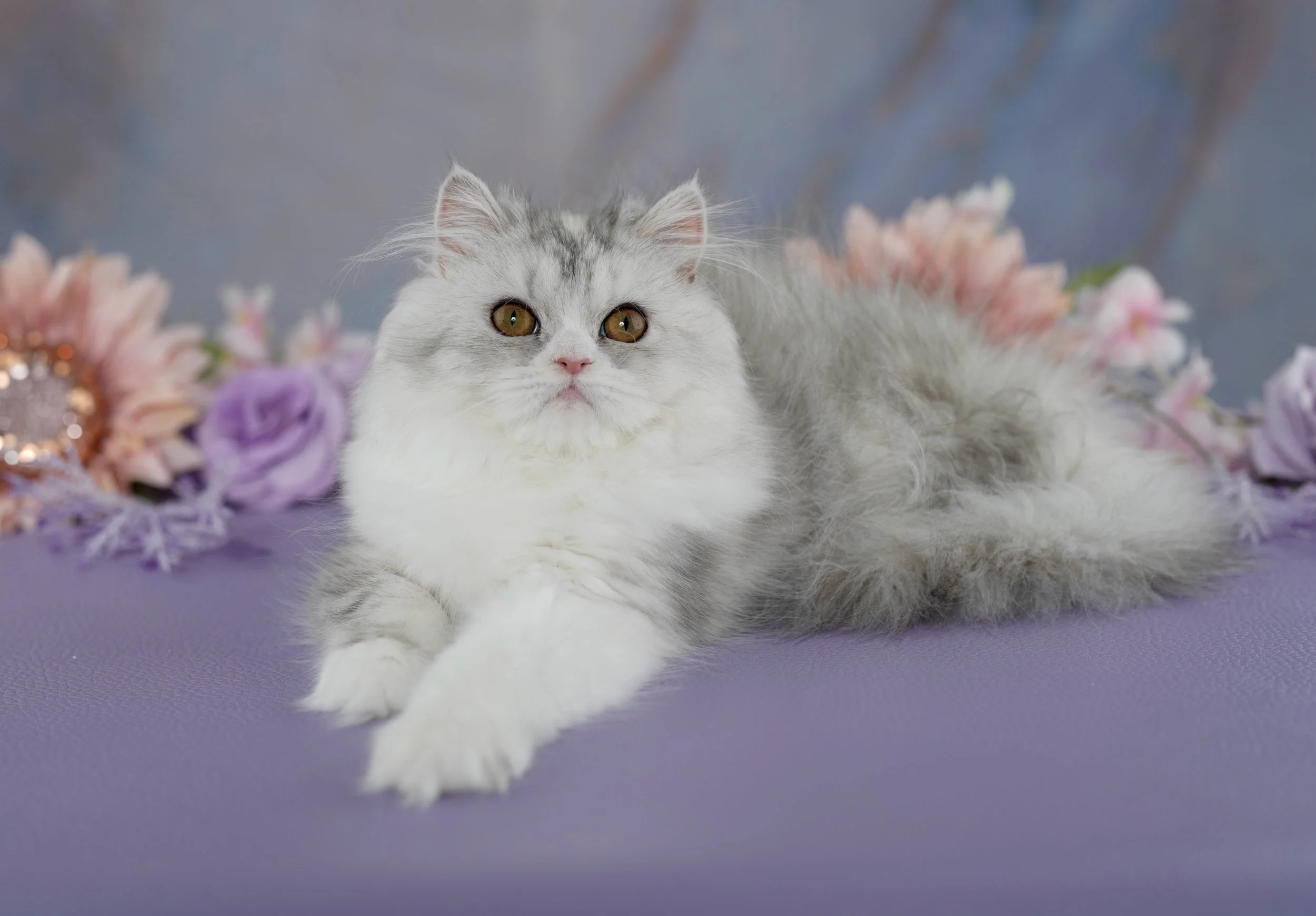 BELLA~ AVAILABLE ~ READY NOW ~ VIEW PROFILE→