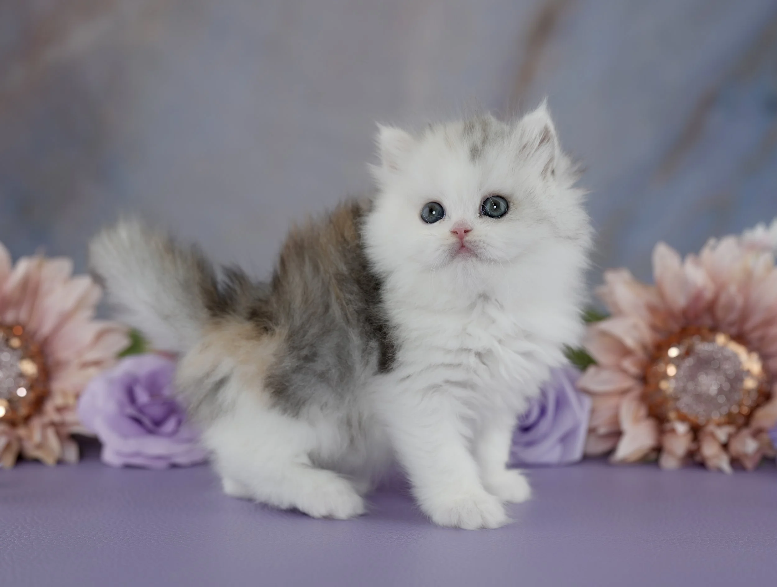 CARMEN ~ AVAILABLE ~ VIEW PROFILE → 