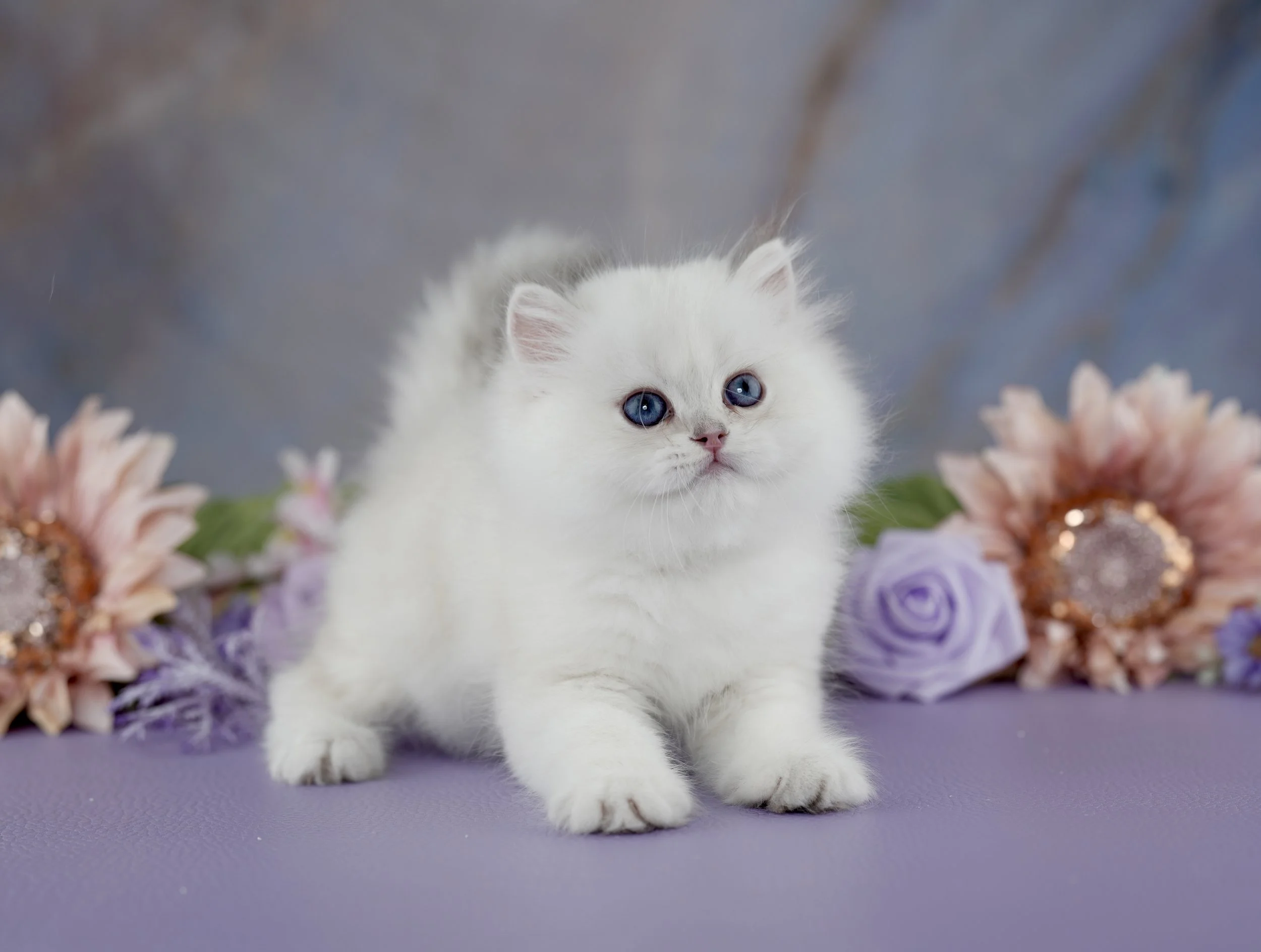 CLOUD ~ AVAILABLE ~ VIEW PROFILE→