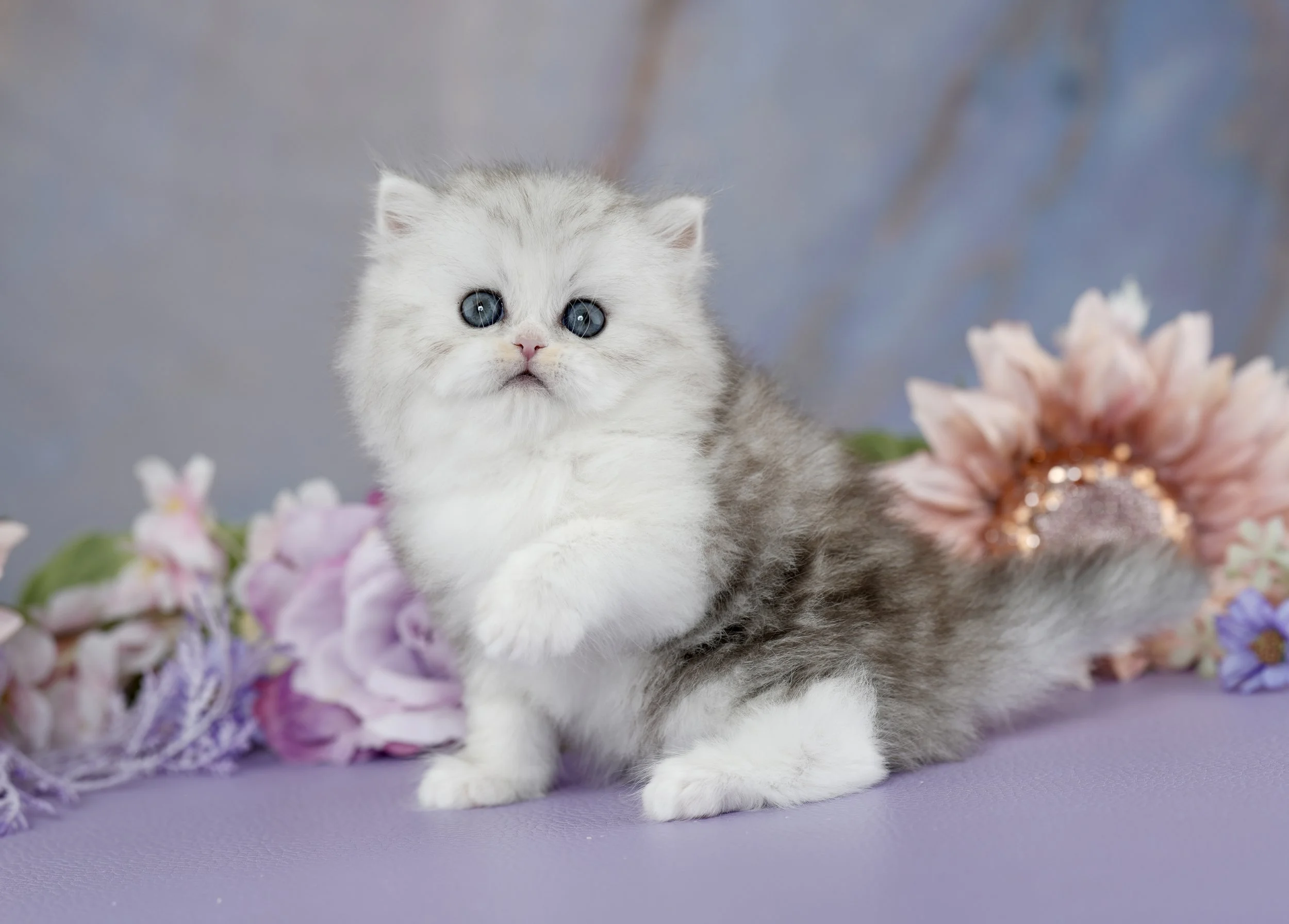 MOON ~ AVAILABLE ~ VIEW PROFILE→ 