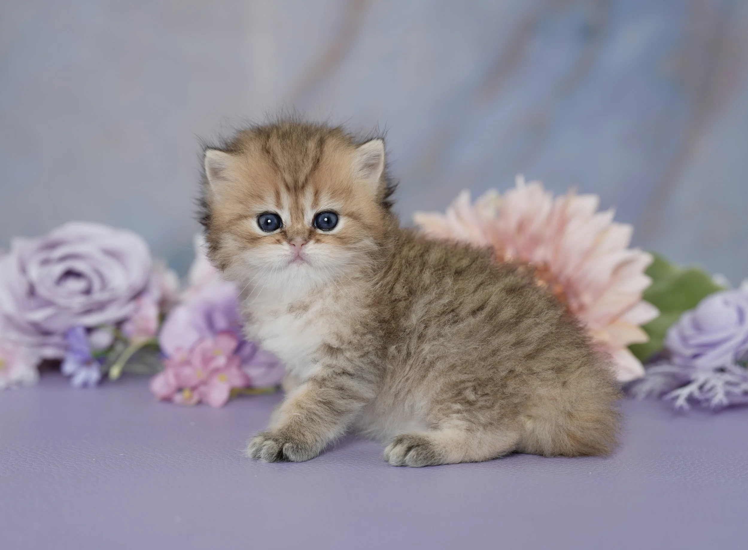 CARAMEL ~ AVAILABLE ~ VIEW PROFILE→ 