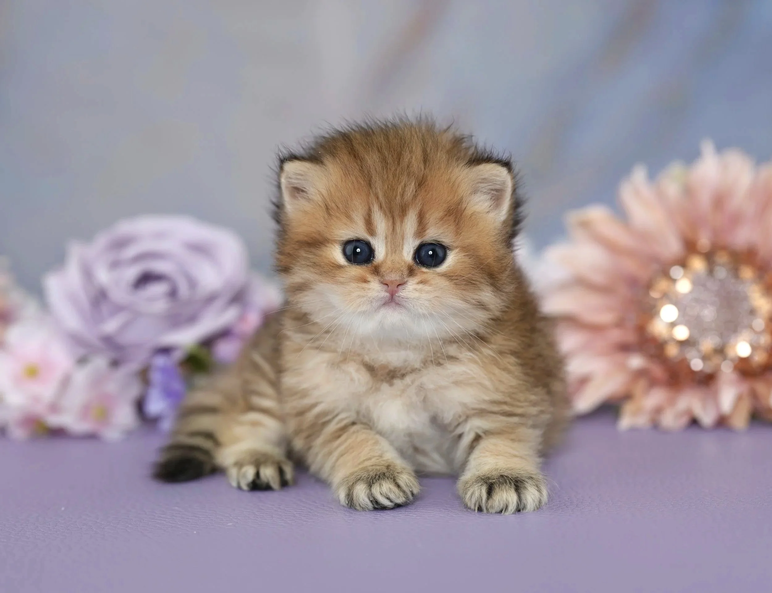 BUTTERSCOTCH~ AVAILABLE ♡