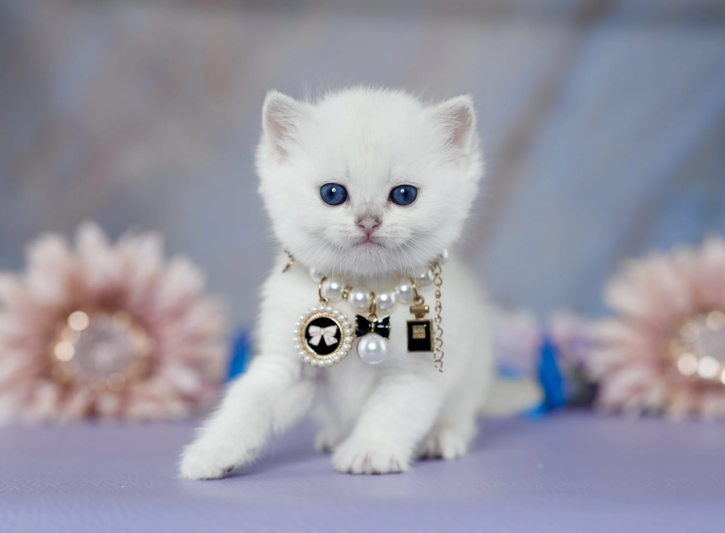 FROST~ AVAILABLE ♡ 