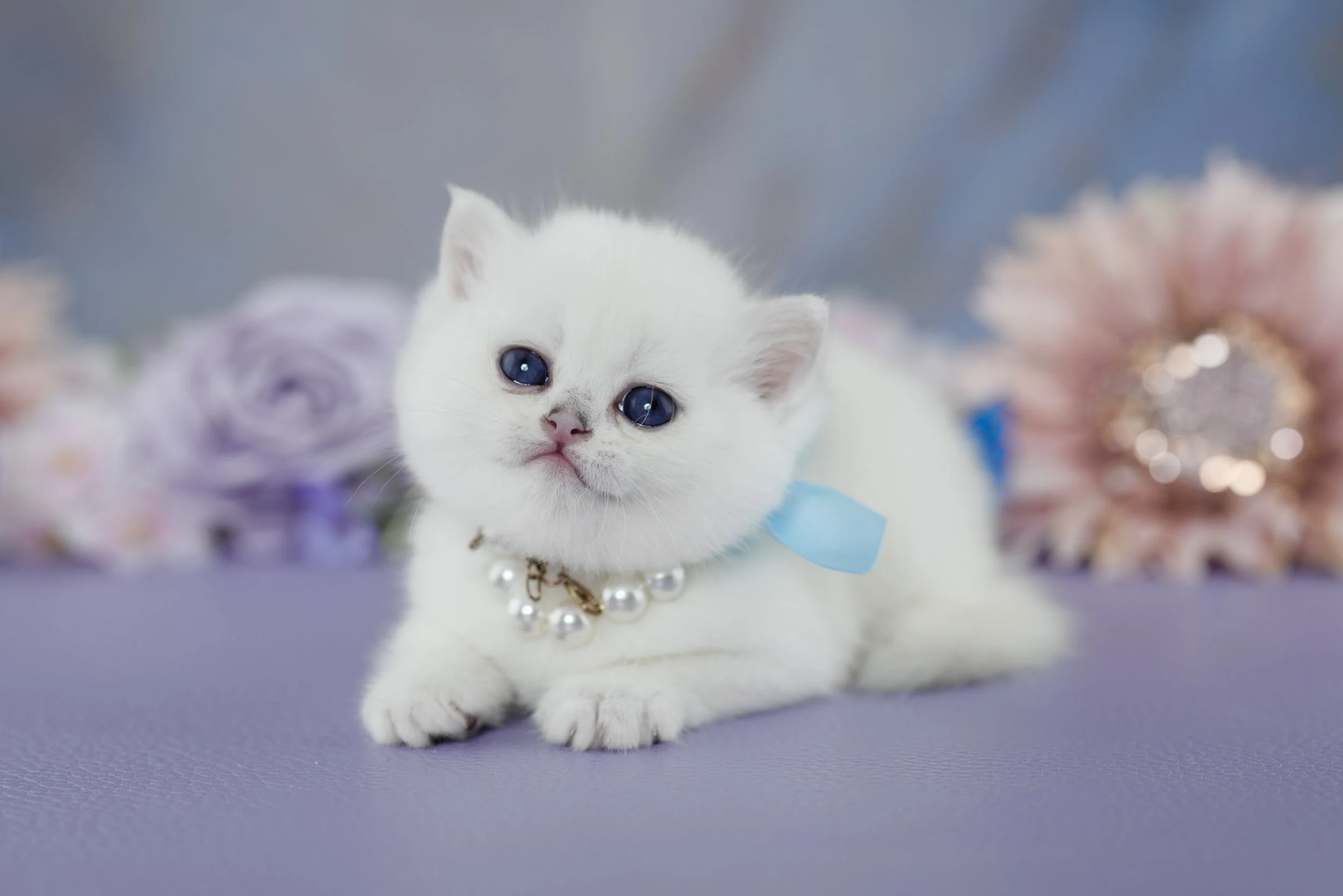 POLAR~ AVAILABLE ♡