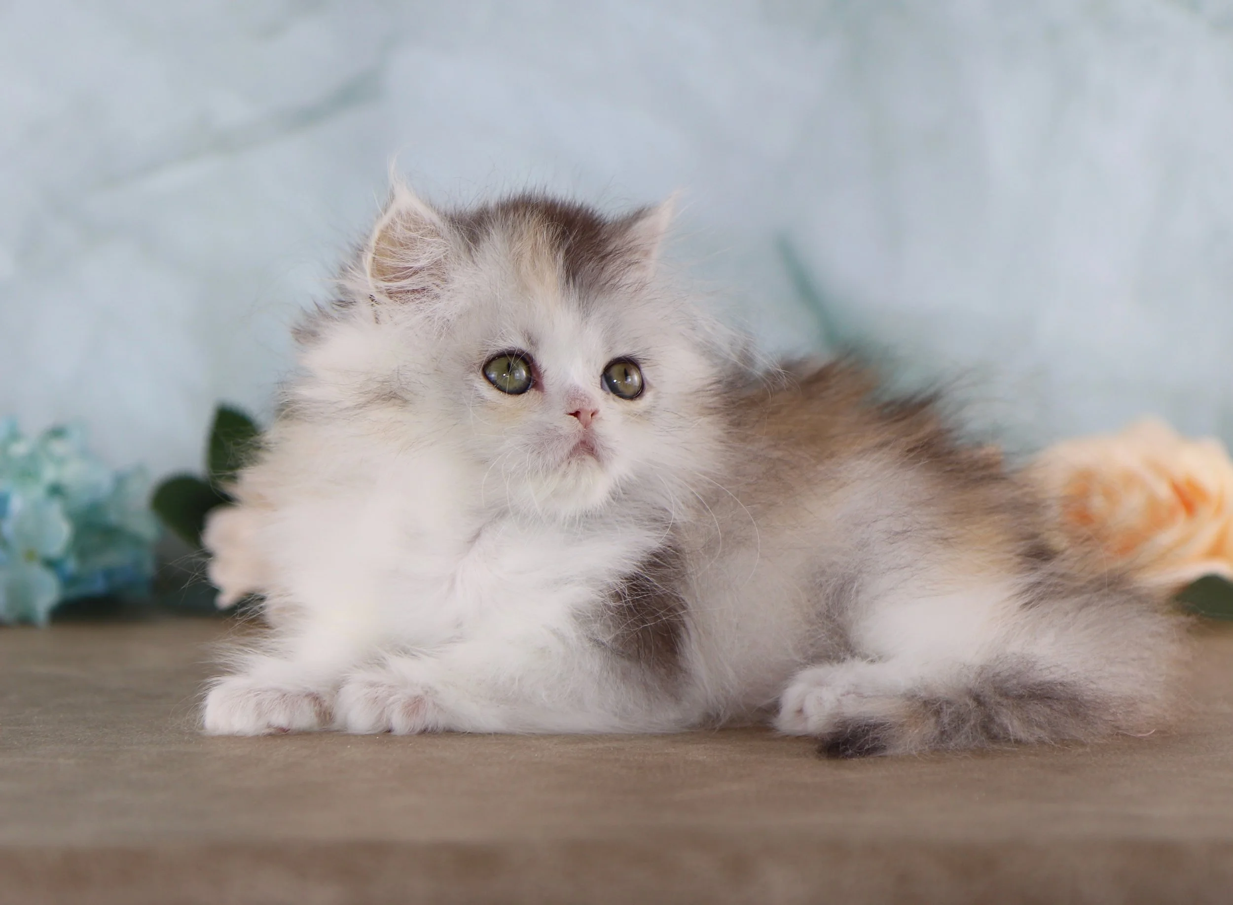 fluffy persian kitten