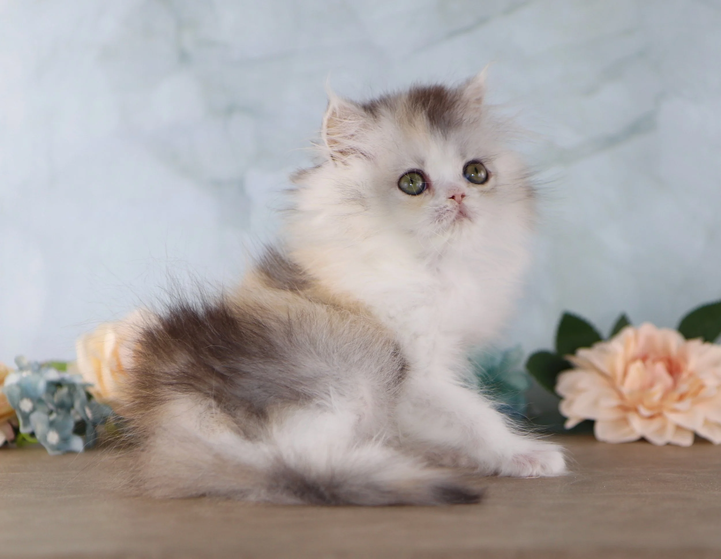 silver cream and white fluffy kitten