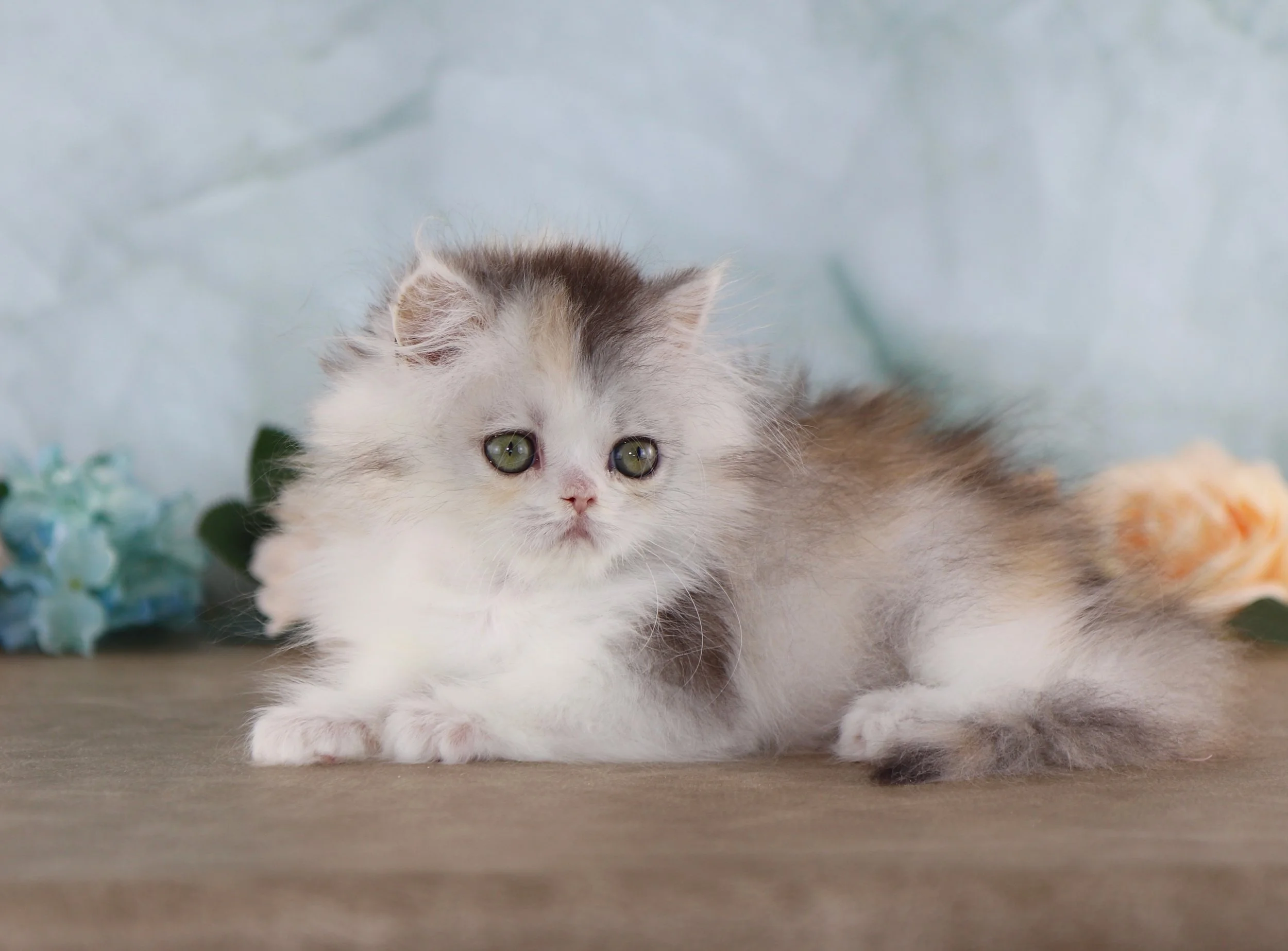 SELENA~ AVAILABLE ♡ 