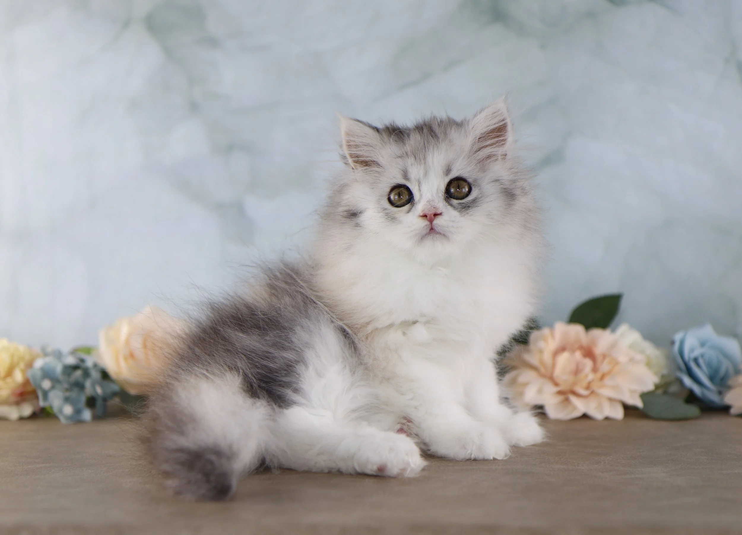 fluffy silver cream and white kitten