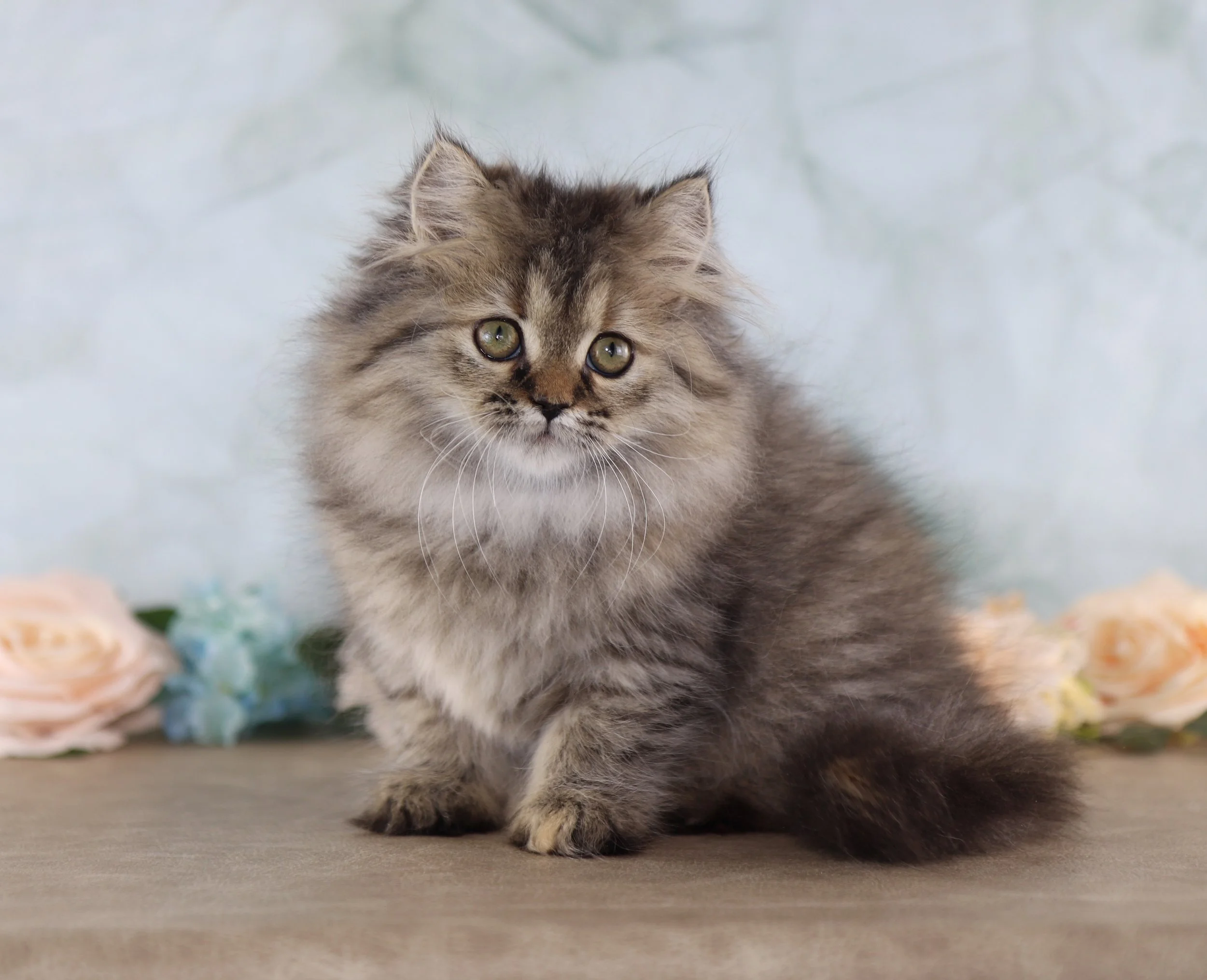 SAHARA~ AVAILABLE ♡ 