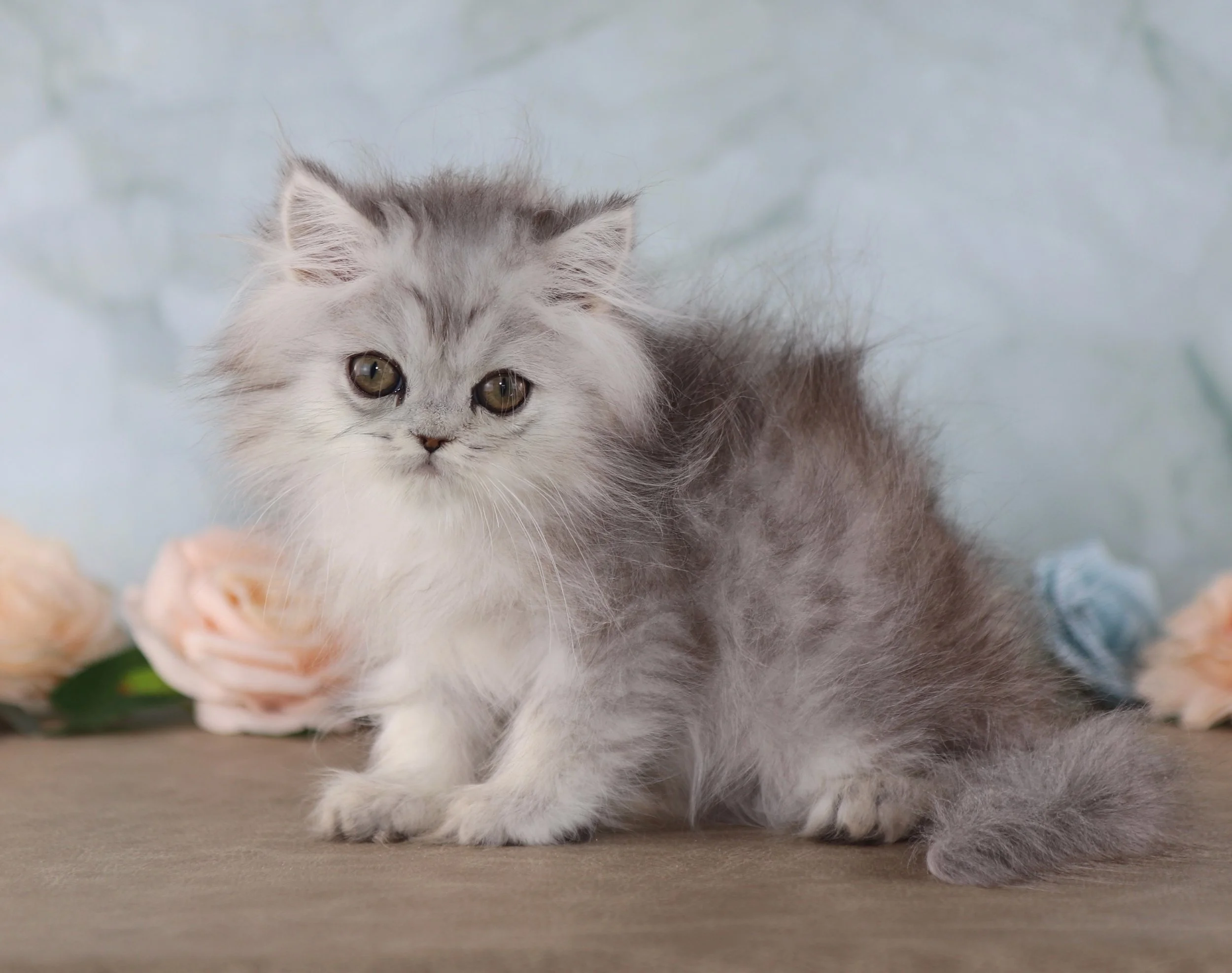 STELLA ~ AVAILABLE ♡ 