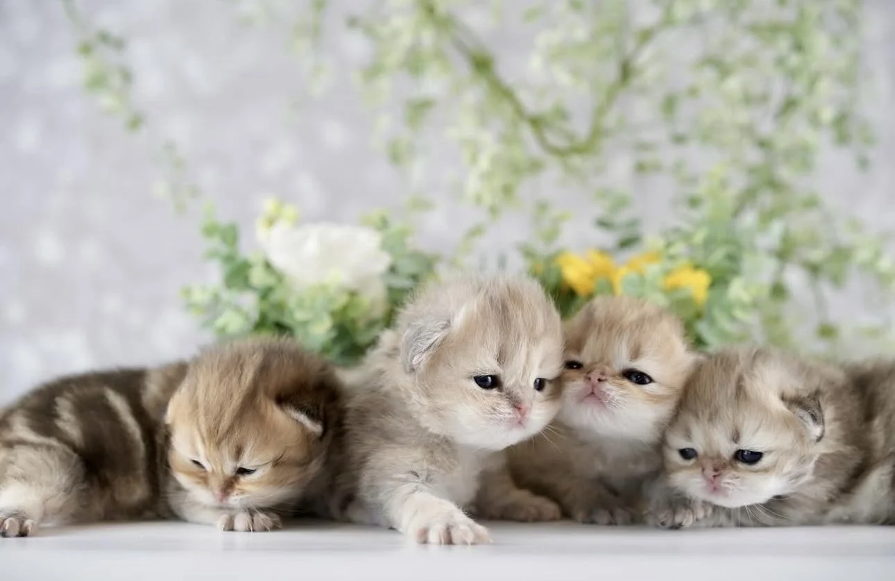 Four tiny kittens lying side by side, with a green and yellow floral background.