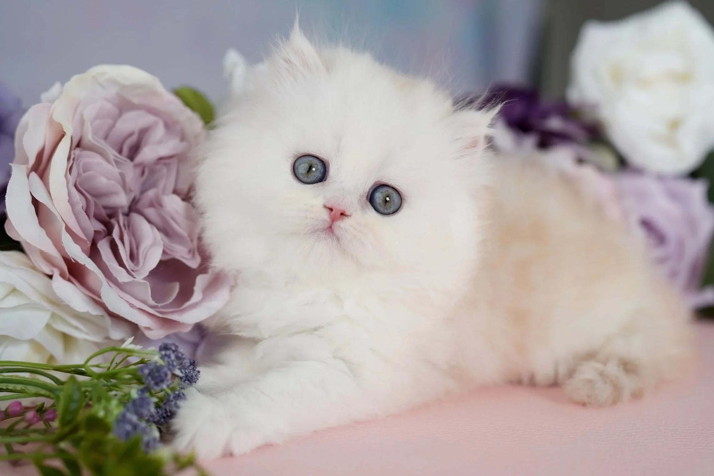 cream kitten with purple flowers
