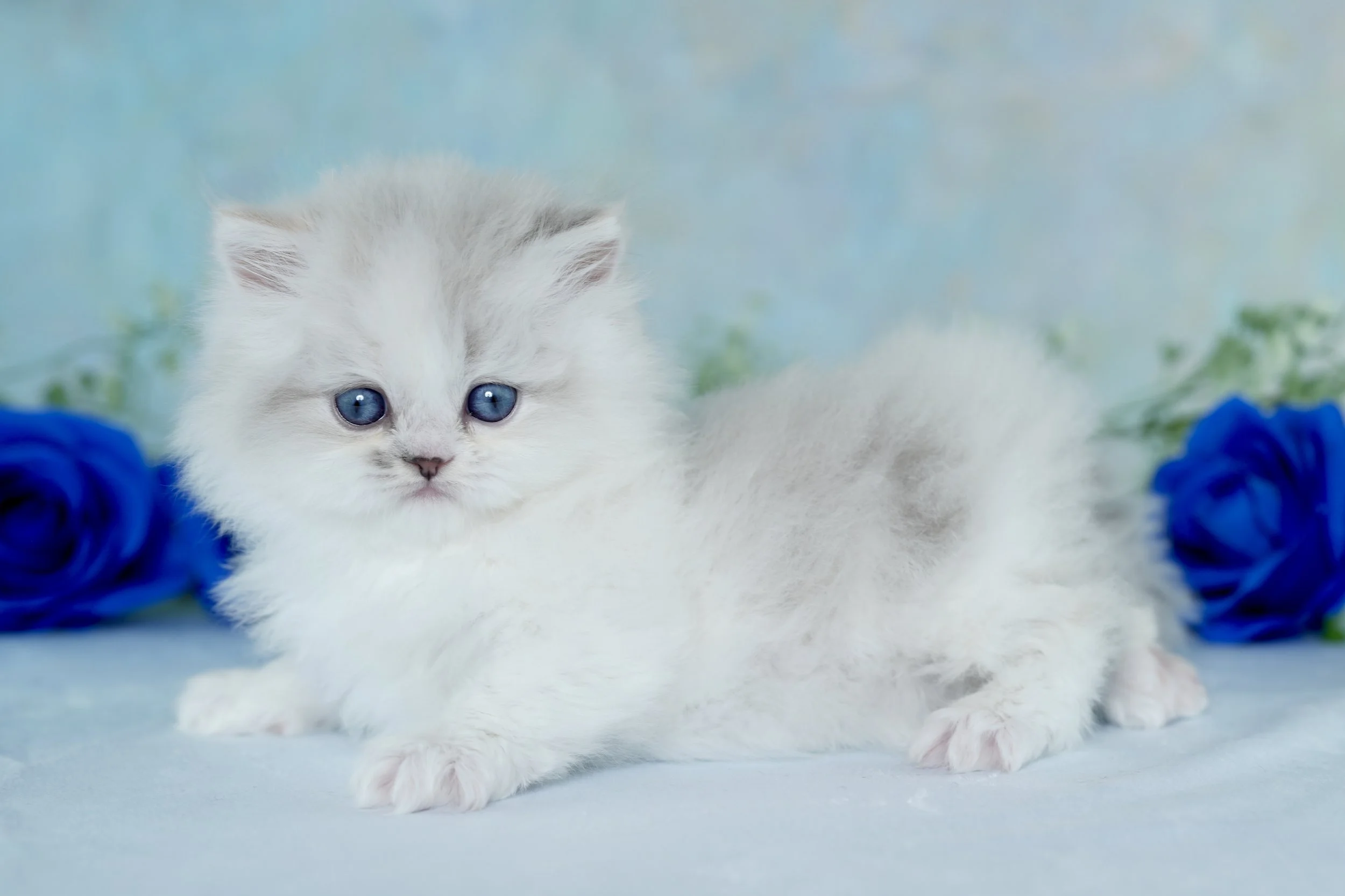 A fluffy white kitten with blue eyes laying on a light blue surface, with two blue roses in the background.