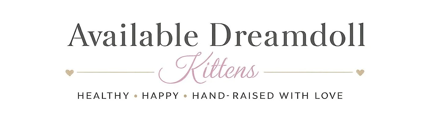 available dreamdoll kittens section healthy and happy kittens for sale