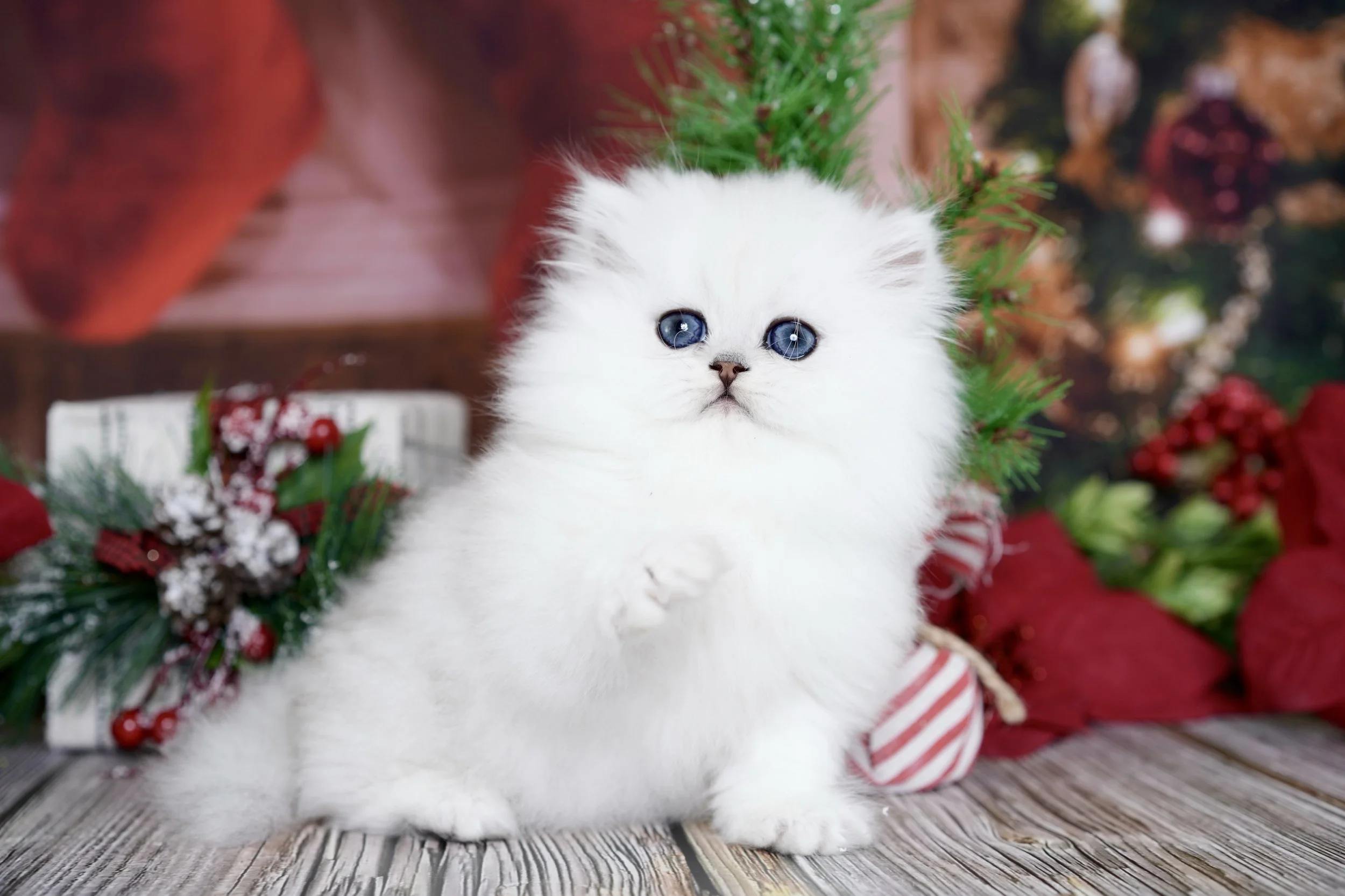 A white fluffy kitten with blue eyes sitting on a wooden surface, decorated with Christmas greenery and ornaments in the background.