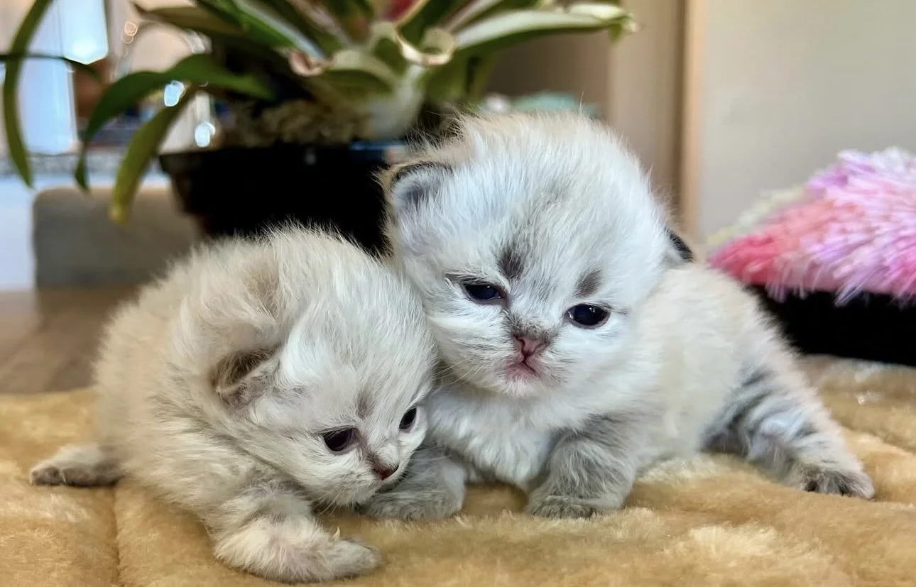 Two adorable small kittens with white fur and gray markings on a beige surface. One kitten appears sleepy, while the other looks alert. In the background, there is a potted plant and a pink fluffy object.