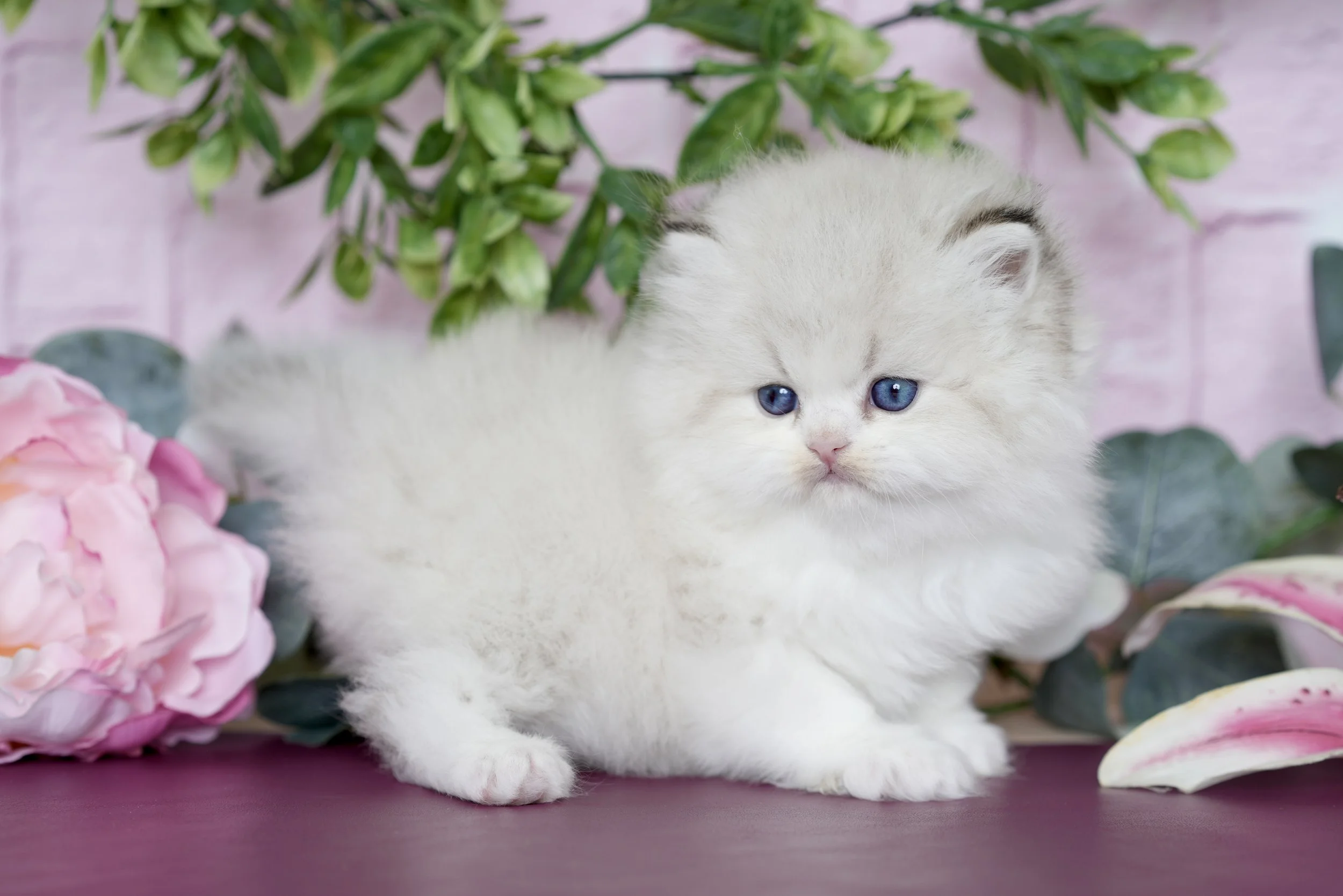 A fluffy white kitten with blue eyes sitting on a purple surface surrounded by pink peonies and green leaves.