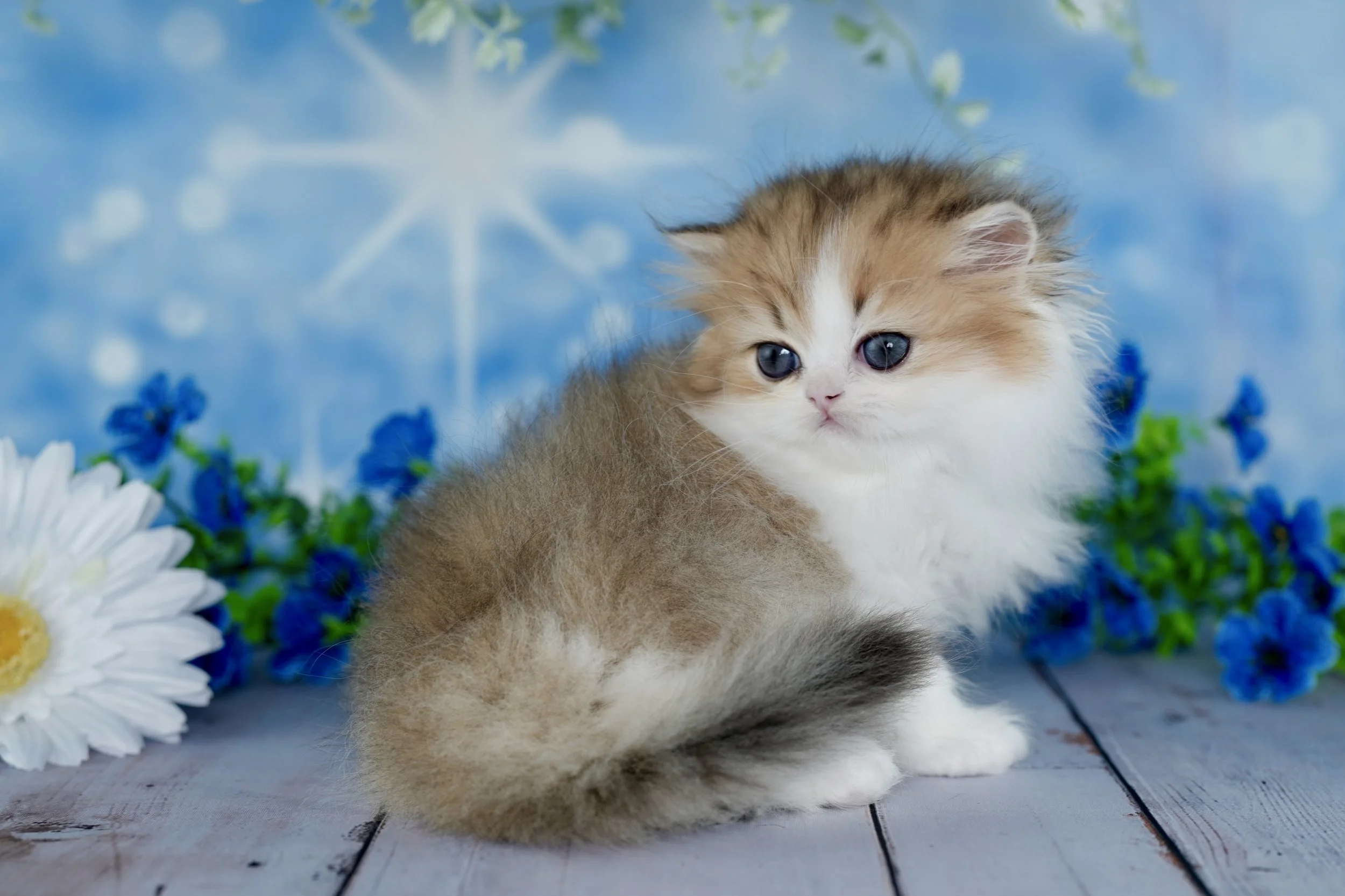 A fluffy kitten with blue eyes sitting on a wooden surface surrounded by white daisies and blue flowers, with a blue background featuring star-like shapes.
