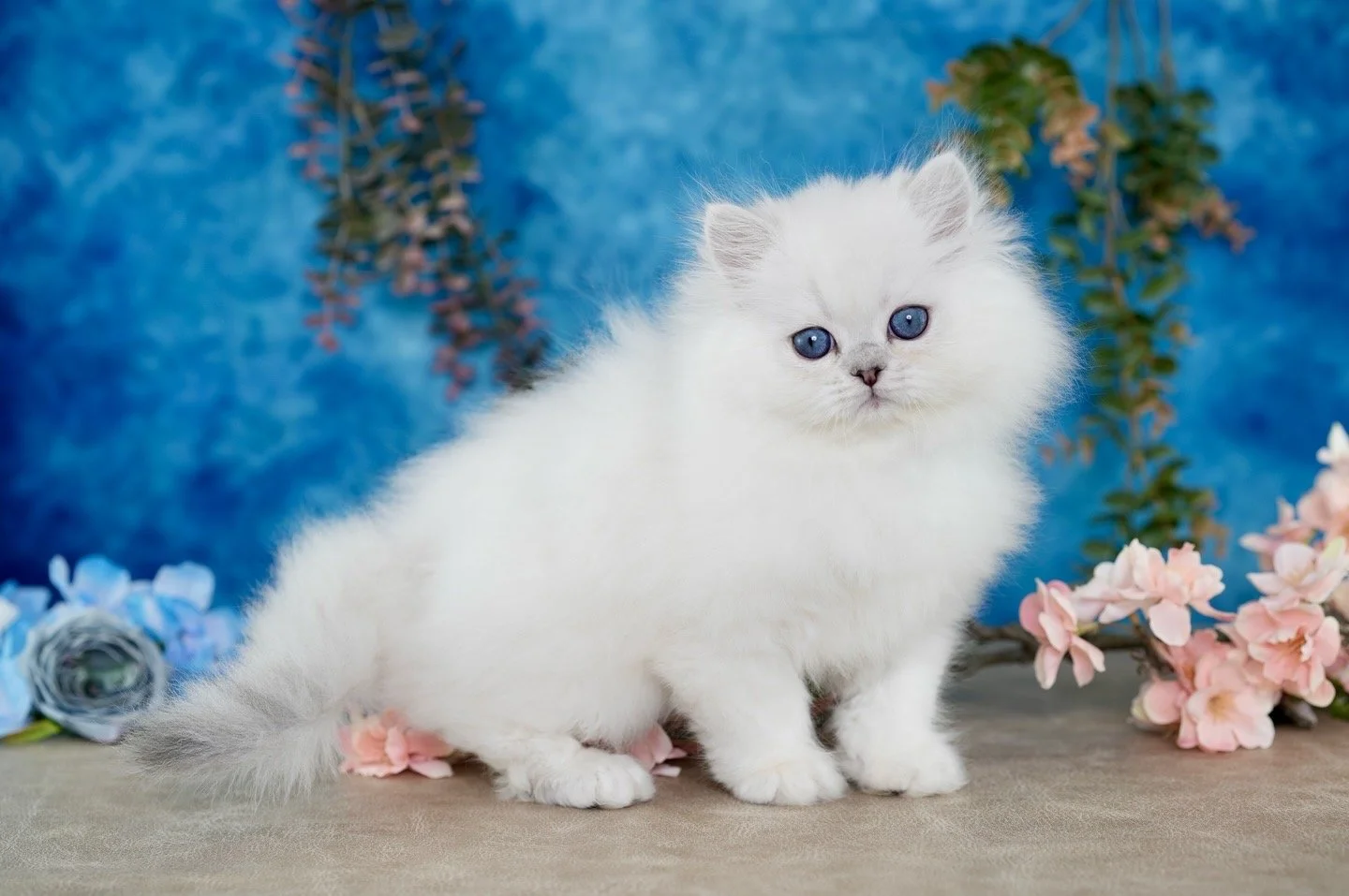 A fluffy white kitten with blue eyes sitting among pink and blue flowers against a blue background.