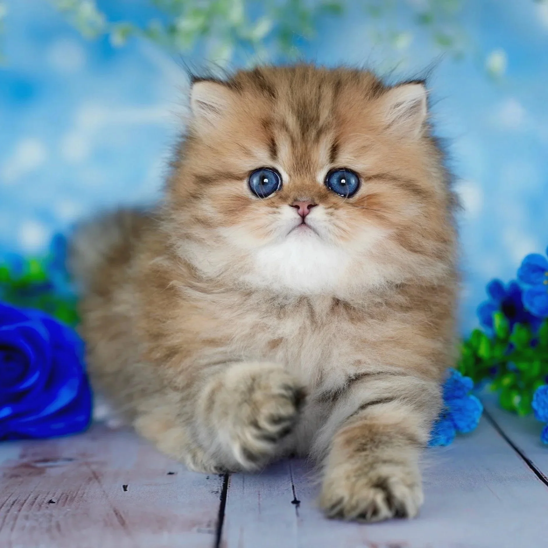 golden persian kitten with blue flowers and blue eyes
