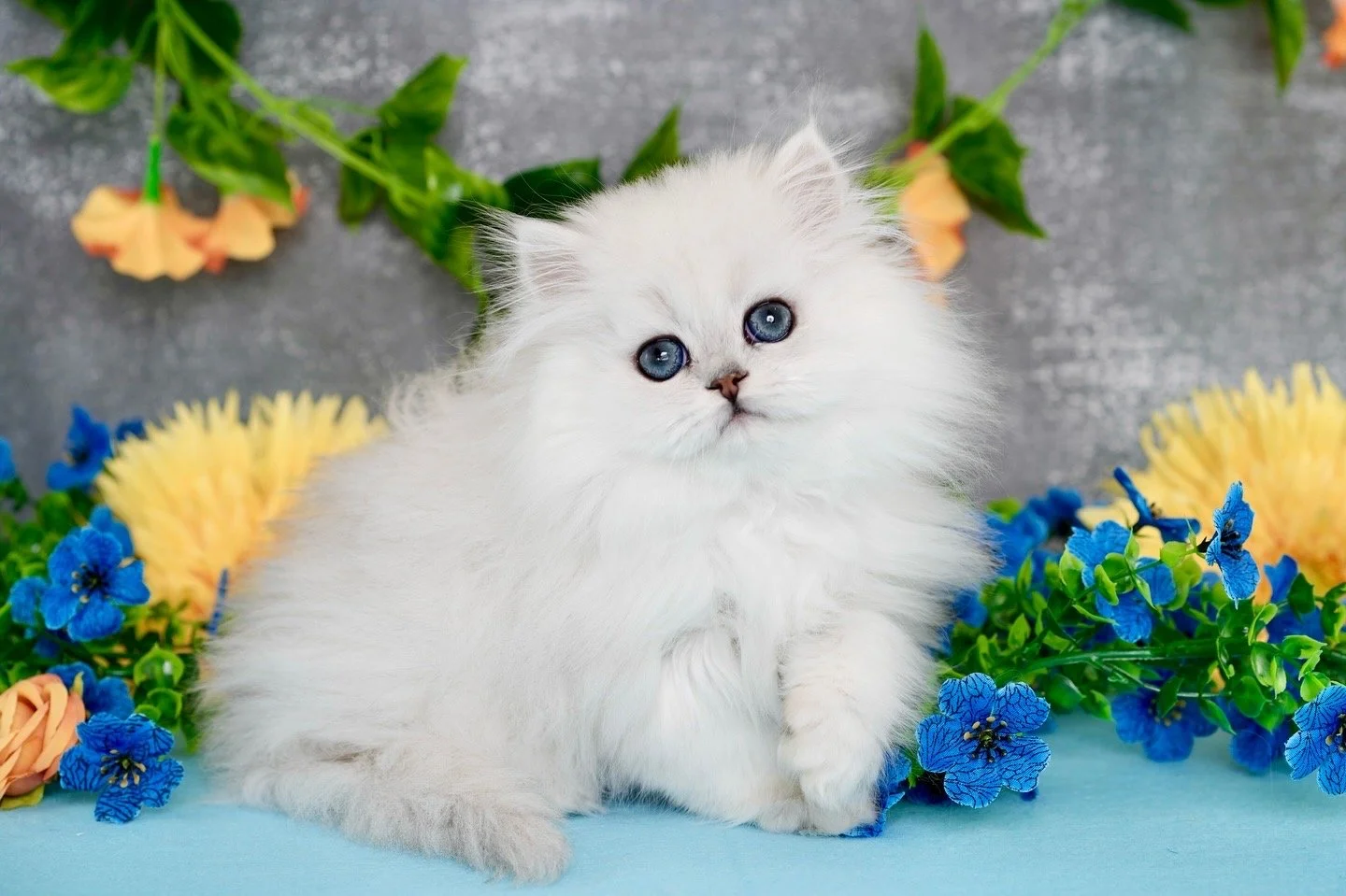 A fluffy white kitten with blue eyes sitting among colorful flowers, including blue and yellow blooms, with a gray background.