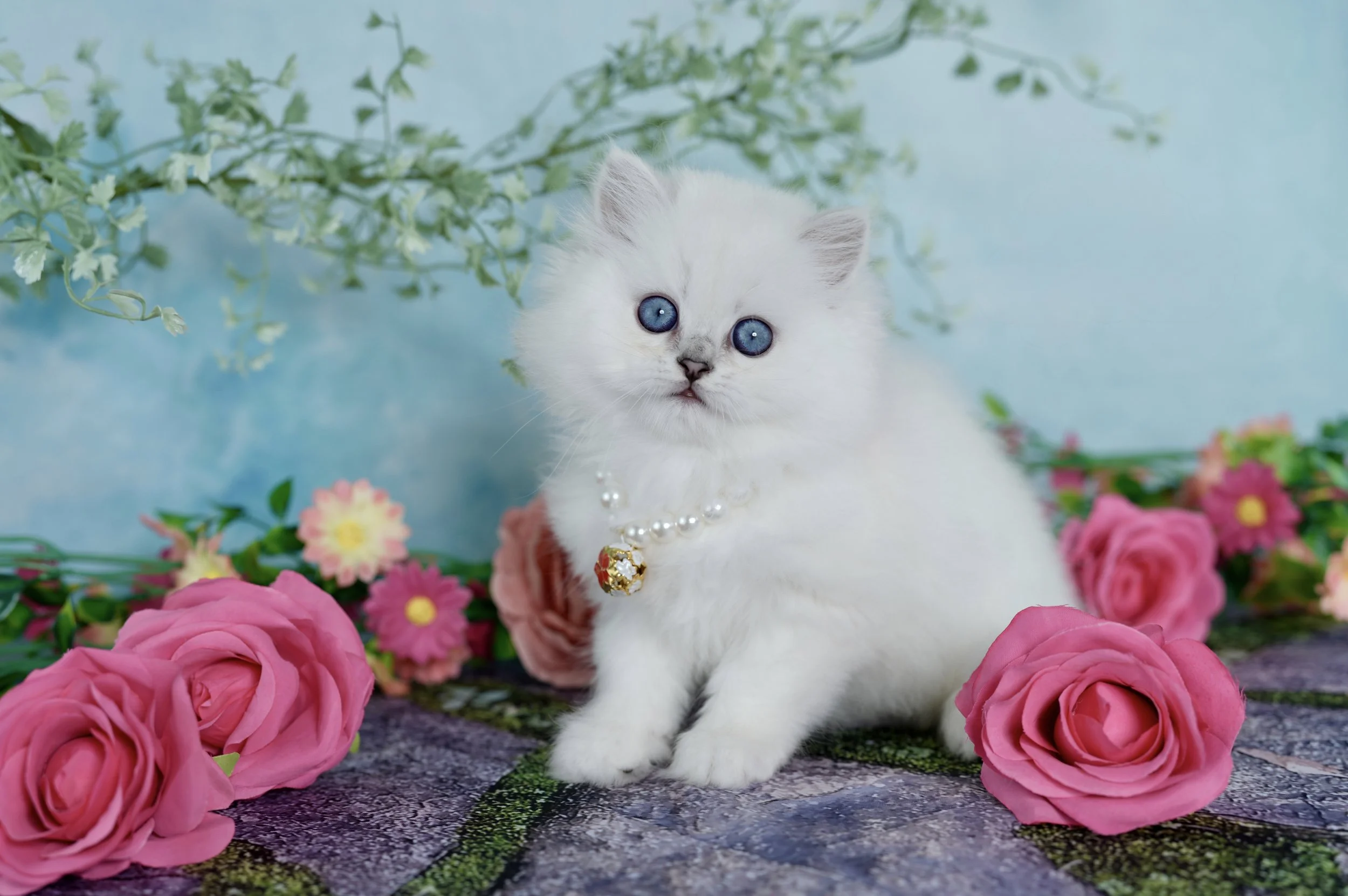 A white kitten with blue eyes, wearing a pearl necklace with a decorative pendant, sitting among pink roses and other flowers, with a light blue background and greenery.