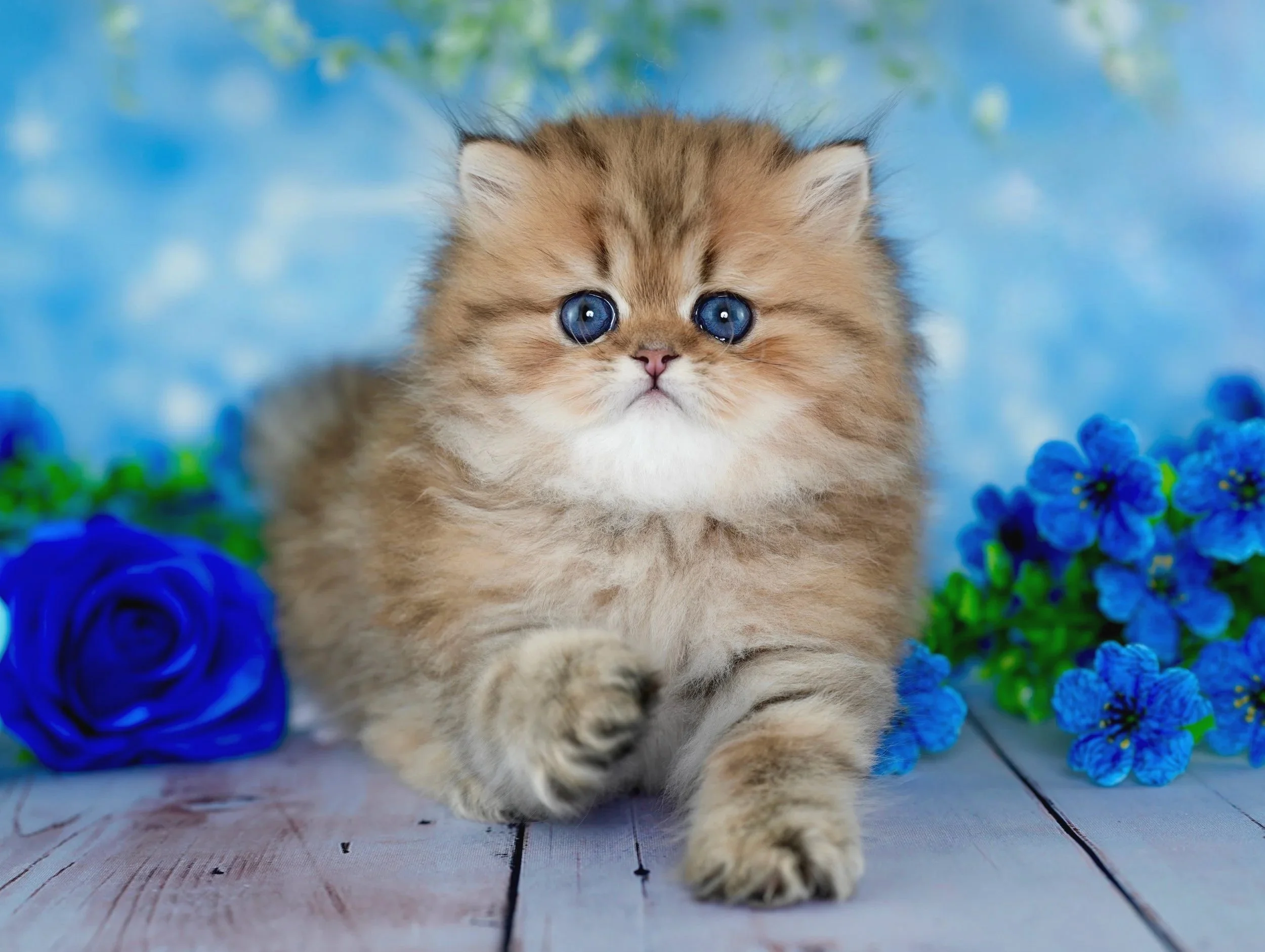 A fluffy brown kitten with blue eyes sitting among blue flowers on a wooden surface, with a blue and green blurred background.